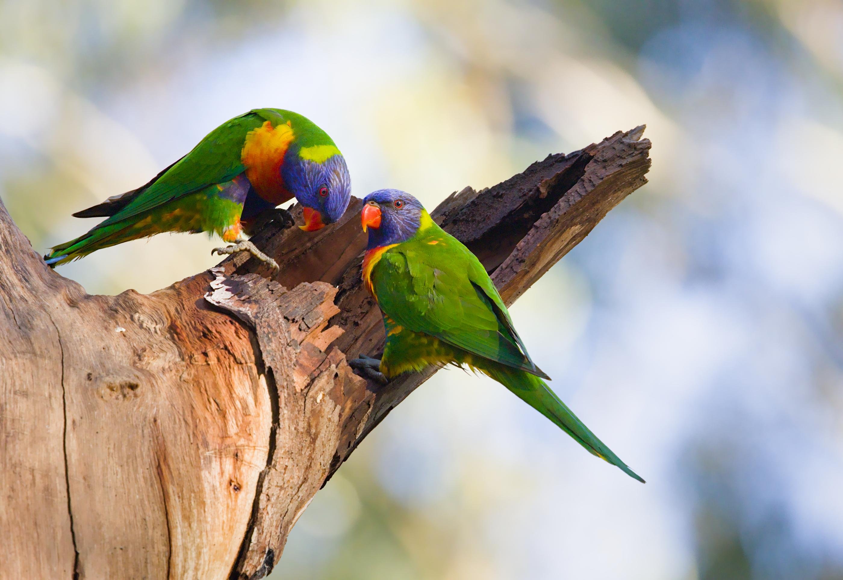 Two rainbow Lorikeets perched on a broken tree trunk, one leaning toward the other, against a blurred light background.