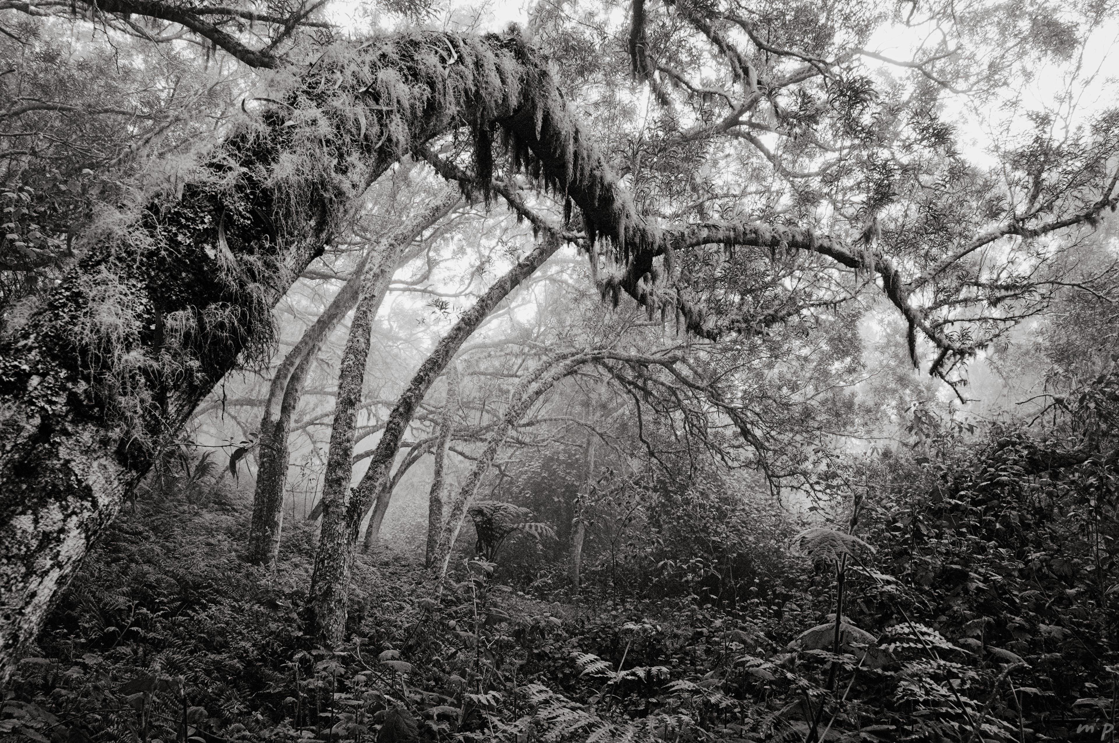 🇬🇧 Horizontal black and white photo in the forest "de la plaine des lianes" in La Reunion Island. In the foreground a tilted tree extends its trunk from the lower left corner upwards then bends in the upper half of the image. It is covered with vegetation (lychens and parasitic plants). The image is very loaded on the ground with ferns and other plants, trees all tilted to the right and the atmosphere is particularly foggy and magical.
///
🇫🇷 Photo noir et blanc horizontale dans la forêt de la plaine des lianes à La Réunion. Au premier plan un arbre penché étend son tronc du coin bas gauche vers le haut puis infléchit dans la moitié supérieure de l'image. Il est couvert de végétation (lychens et plantes parasites). L'image est très chargée au sol de fougères et autres plantes, d'arbres tous inclinés vers la droite et l'ambiance est particulièrement brumeuse, féerique.