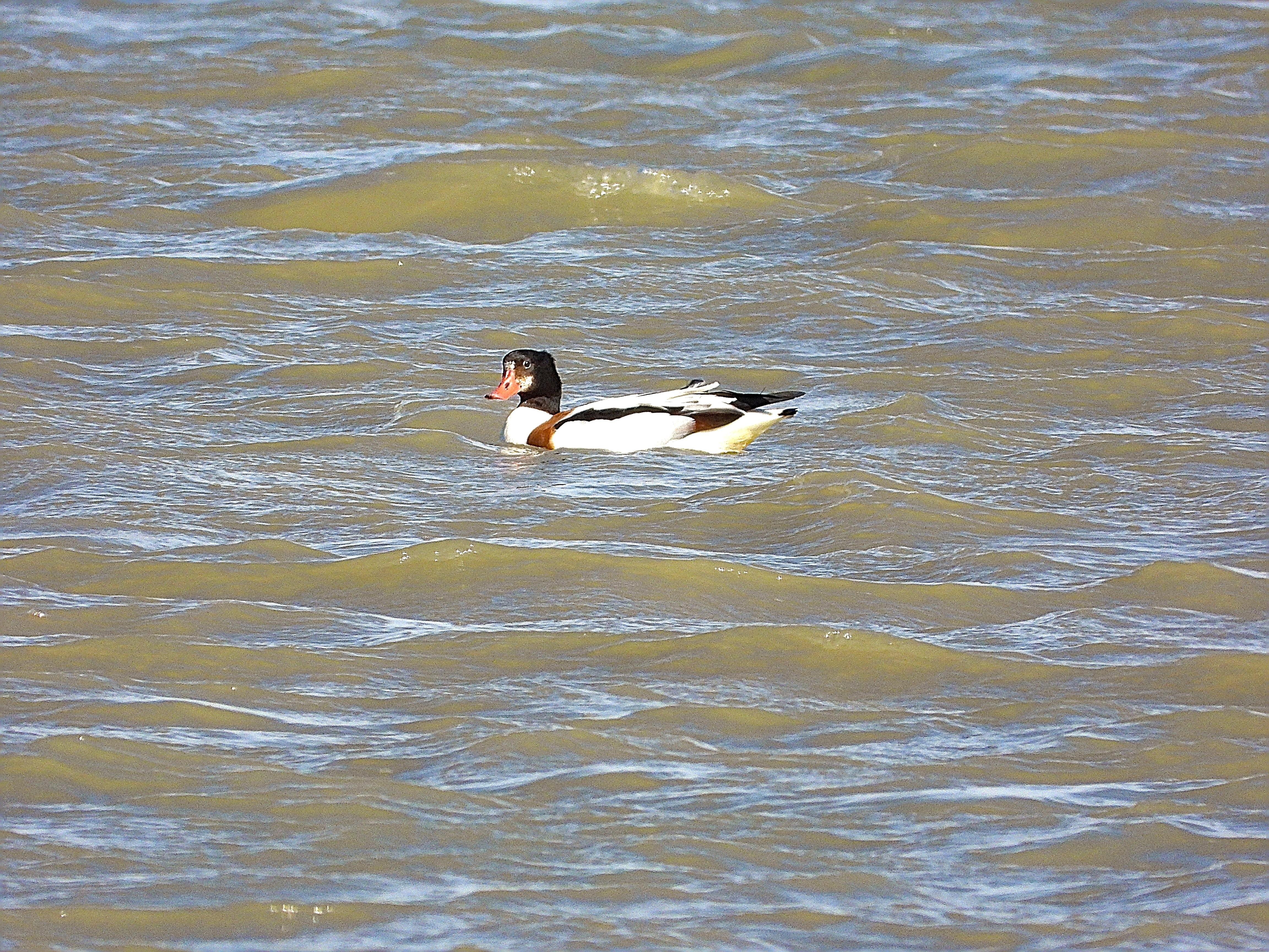 El Tarro está nadando en aguas revueltas con bastante oleaje. Hay viento porque las plumas se ven descolocadas.
El tarro blanco es una anátida intermedia (por forma y comportamiento) entre un ganso y un pato típicos, su coloración general es blanca, con el dorso de un verdoso oscuro y un ancho collar pardorrojizo en el pecho. La cabeza y el cuello son de un verde oscuro, a modo de capuchón. El pico rojo posee un llamativo abultamiento en la frente de los machos como es el caso.

Si estás leyendo este texto es porque tienes dificultades de visión y espero que te haya ayudado a ver la imagen. Si no ha sido así, te agradecería los comentarios.
Si lo has leído aunque ves la imagen sin problemas recuerda que debes poner un texto alternativo en tus archivos multimedia para que todo el mundo pueda disfrutarlos.