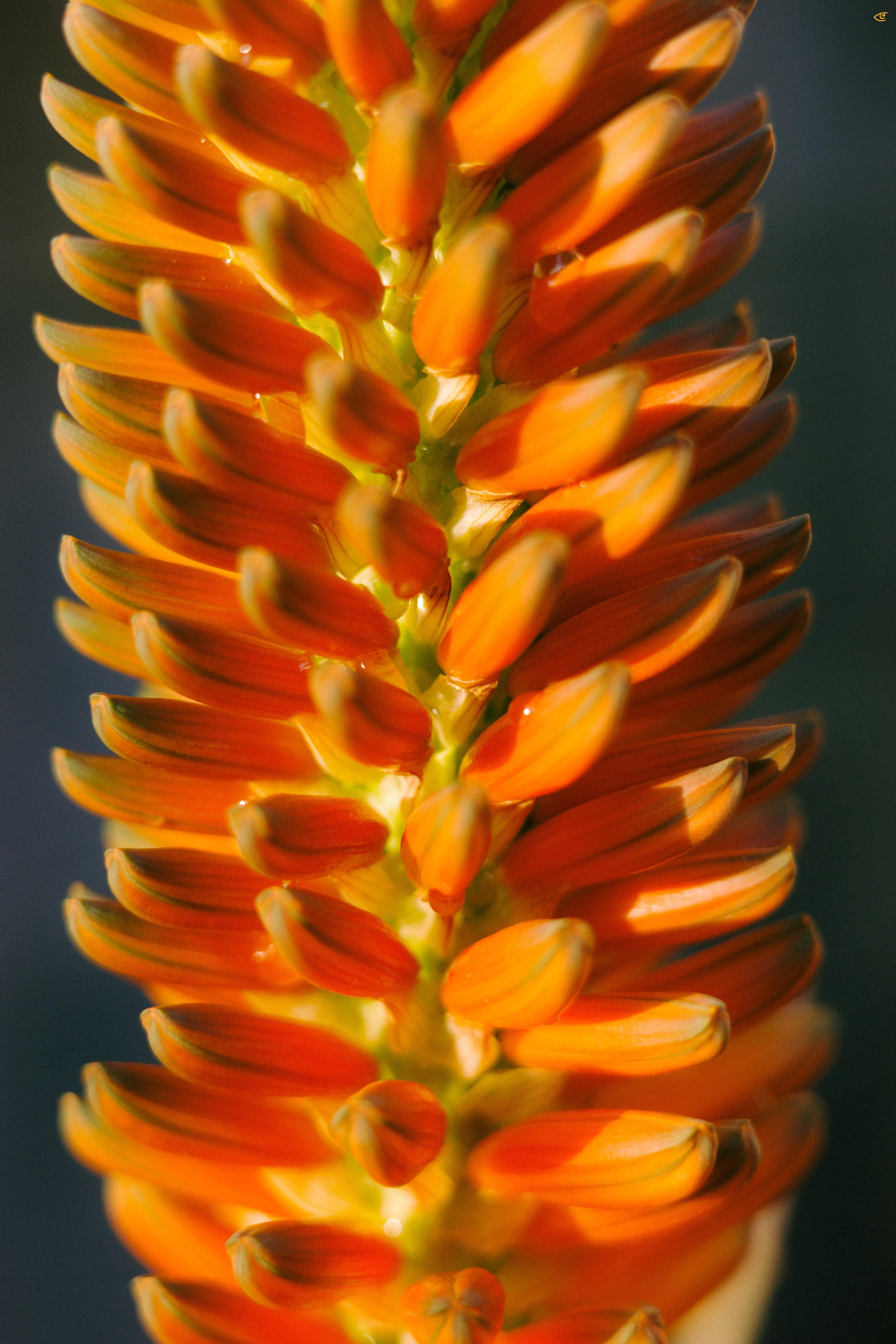 Close-up macro of an orange flower spike with tightly packed tubular buds spiraling around a green central stem, against a dark blurred background.