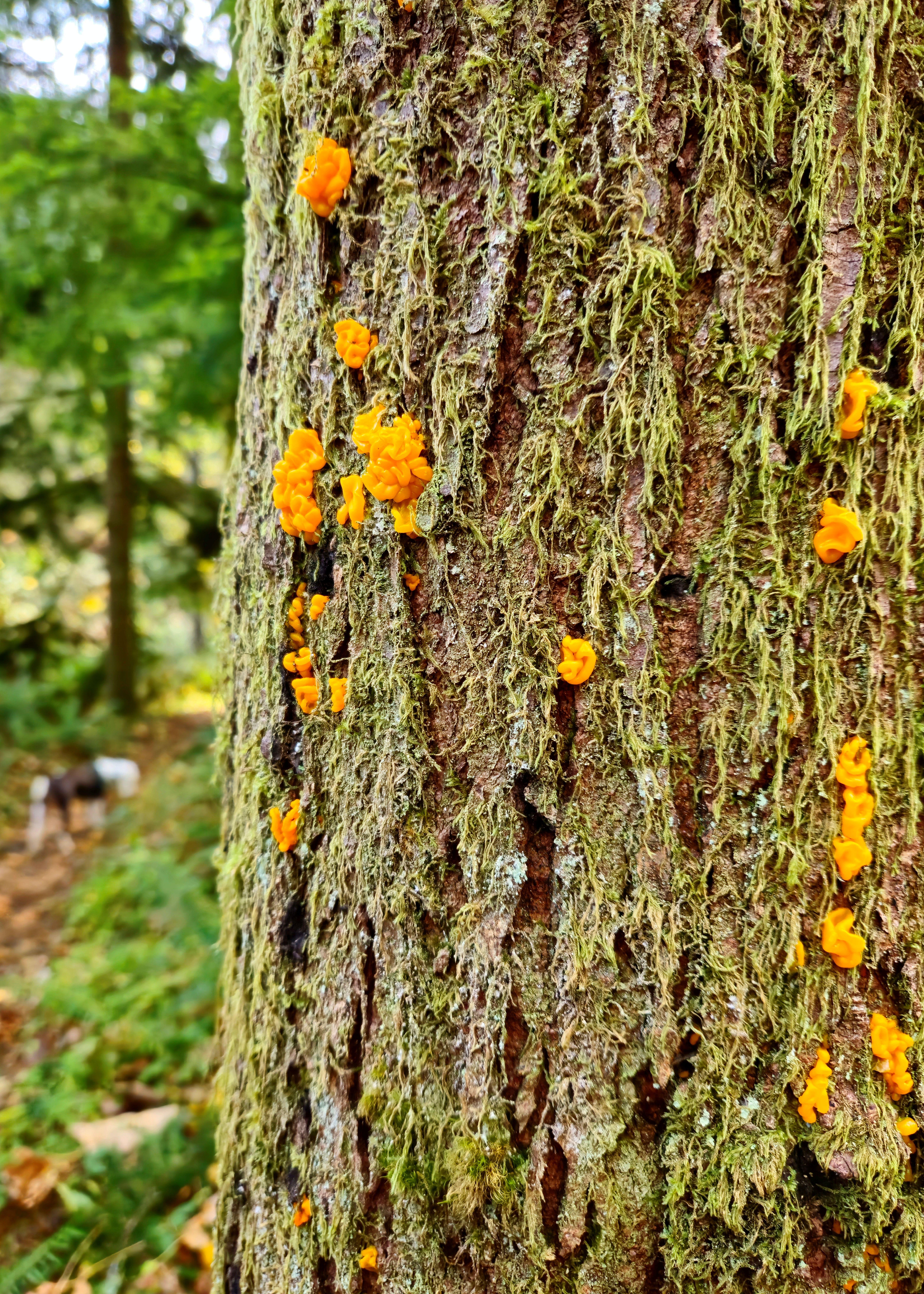 The image shows a tree trunk covered with green moss and bright orange fungi. The background is a forested area with blurred green foliage.