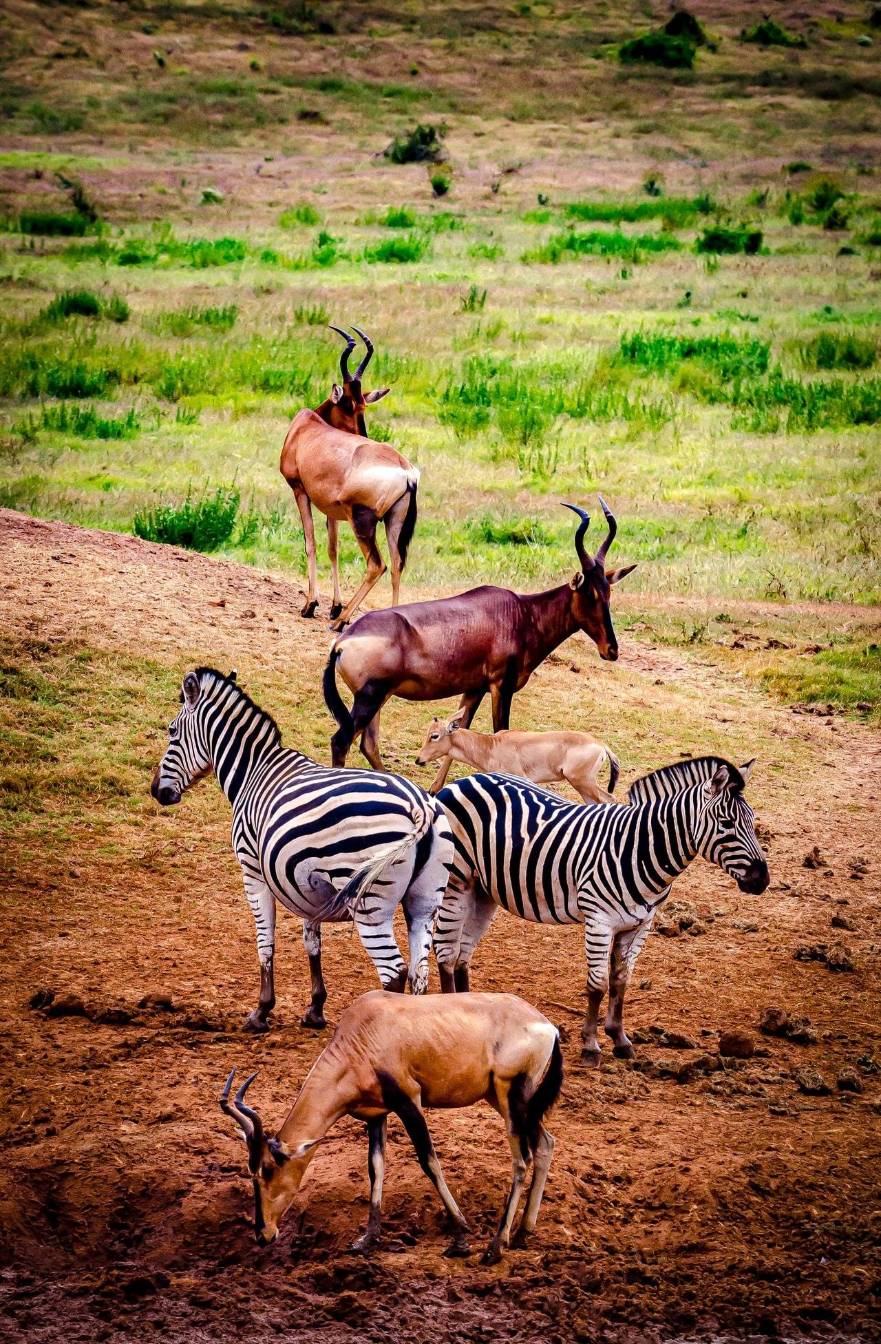 The image shows a group of zebras and antelopes, likely hartebeests, in a natural grassy landscape. The zebras are distinguished by their black and white stripes, while the antelopes have tan bodies and dark horns.