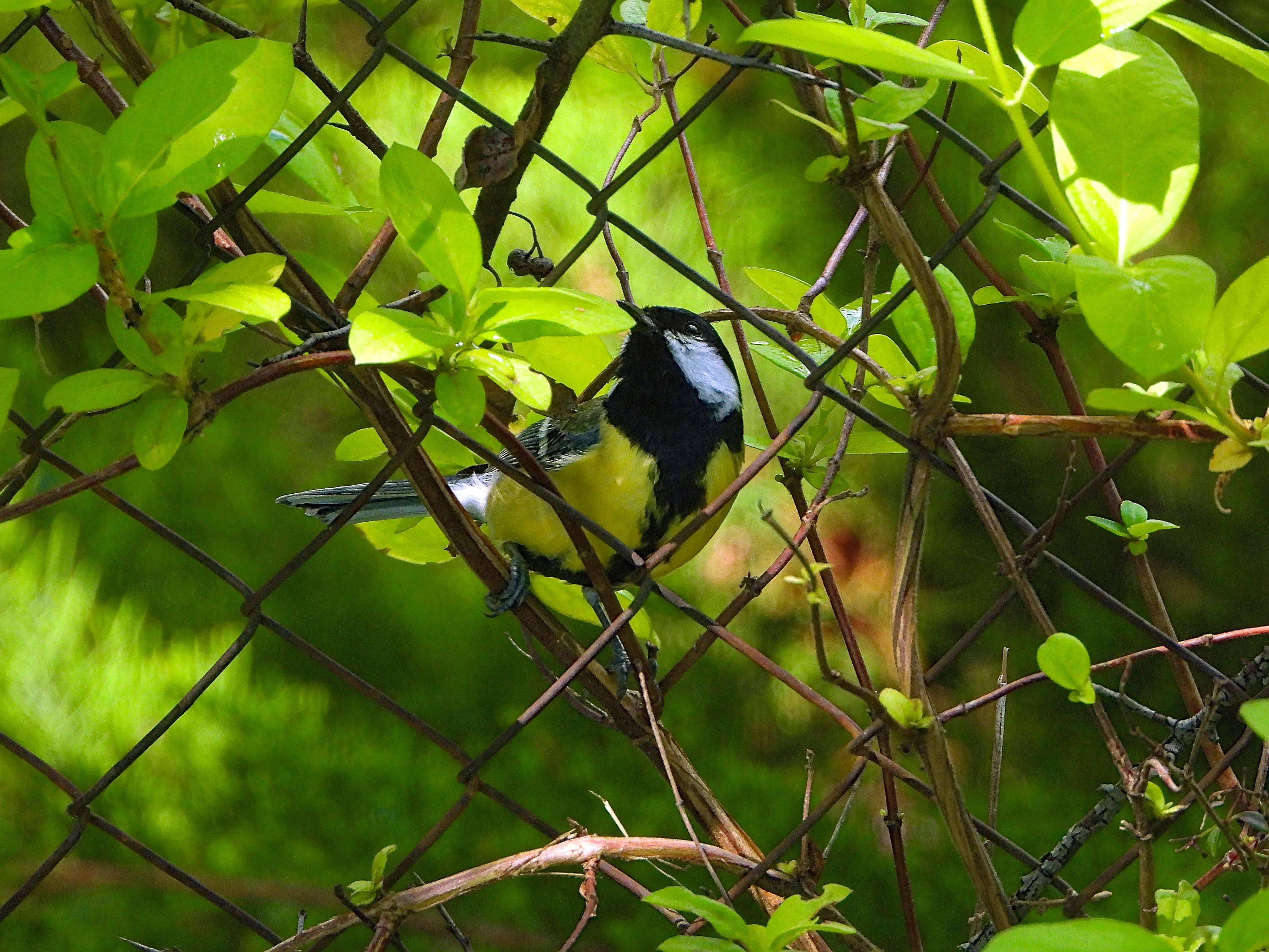 El ave está posada en una verja metálica rodeado de madreselva y con el fondo verde difuminado
El carbonero común es una especie fácilmente reconocible por el color amarillo de su cuerpo, que contrasta con el azul de las alas y la cola. La cabeza es de color negro-azabache y con las mejillas muy blancas. AL ser un macho tiene una conspicua banda negra que recorre su cuerpo desde la garganta hasta la base de la cola.

Si estás leyendo este texto es porque tienes dificultades de visión y espero que te haya ayudado a ver la imagen. Si no ha sido así, te agradecería los comentarios.
Si lo has leído aunque ves la imagen sin problemas recuerda que debes poner un texto alternativo en tus archivos multimedia para que todo el mundo pueda disfrutarlos.