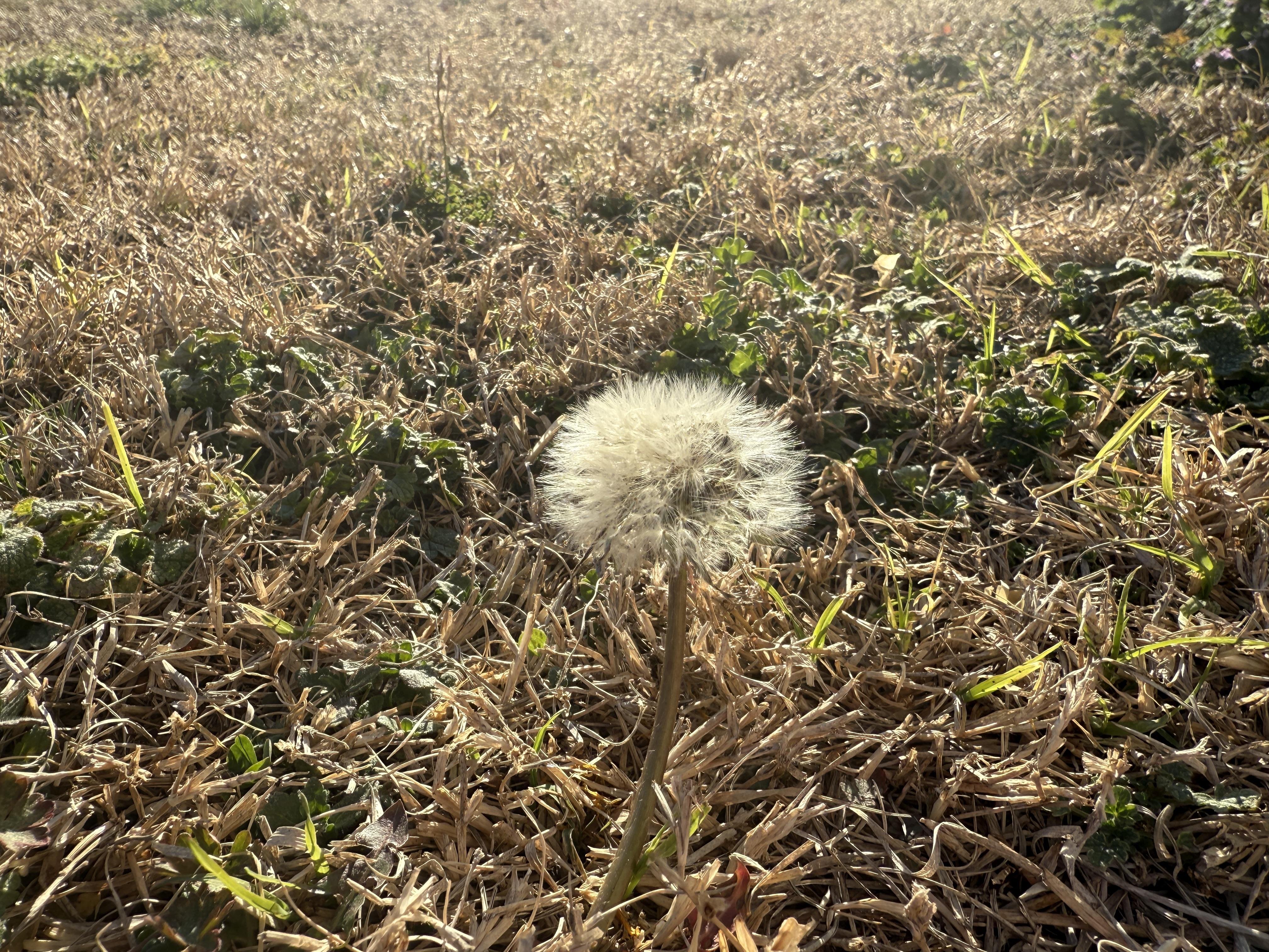 A close-up shot shows a dandelion seed head in a field of mostly dry grass. Patches of green plants are also visible among the brown grass. The dandelion is in focus, with a thin stem leading up to a round, fluffy head of white seeds. The background is slightly blurred, with the field stretching out behind the dandelion.