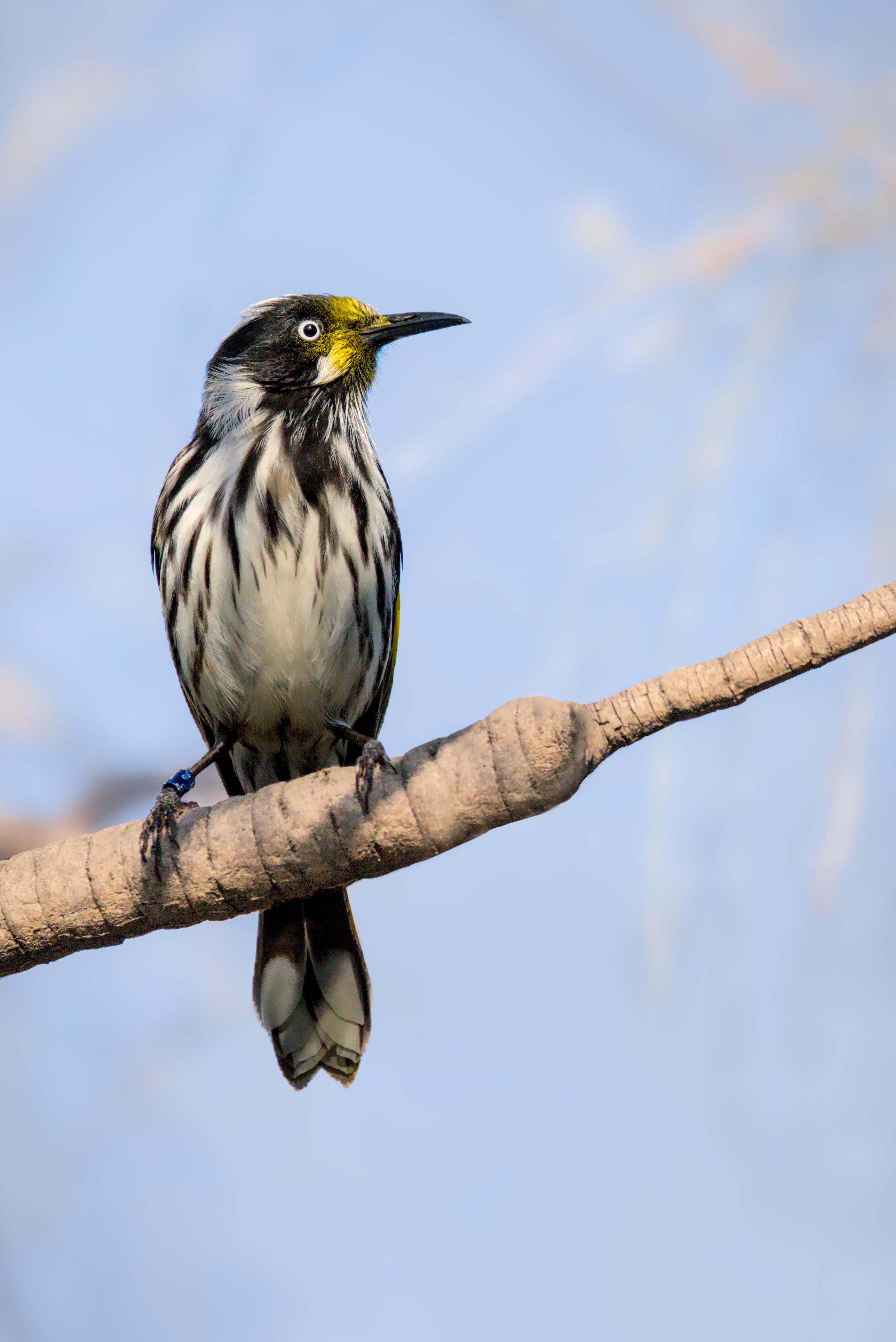 A New Holland Honeyeater perched on a bare tree branch against a pale blue sky.