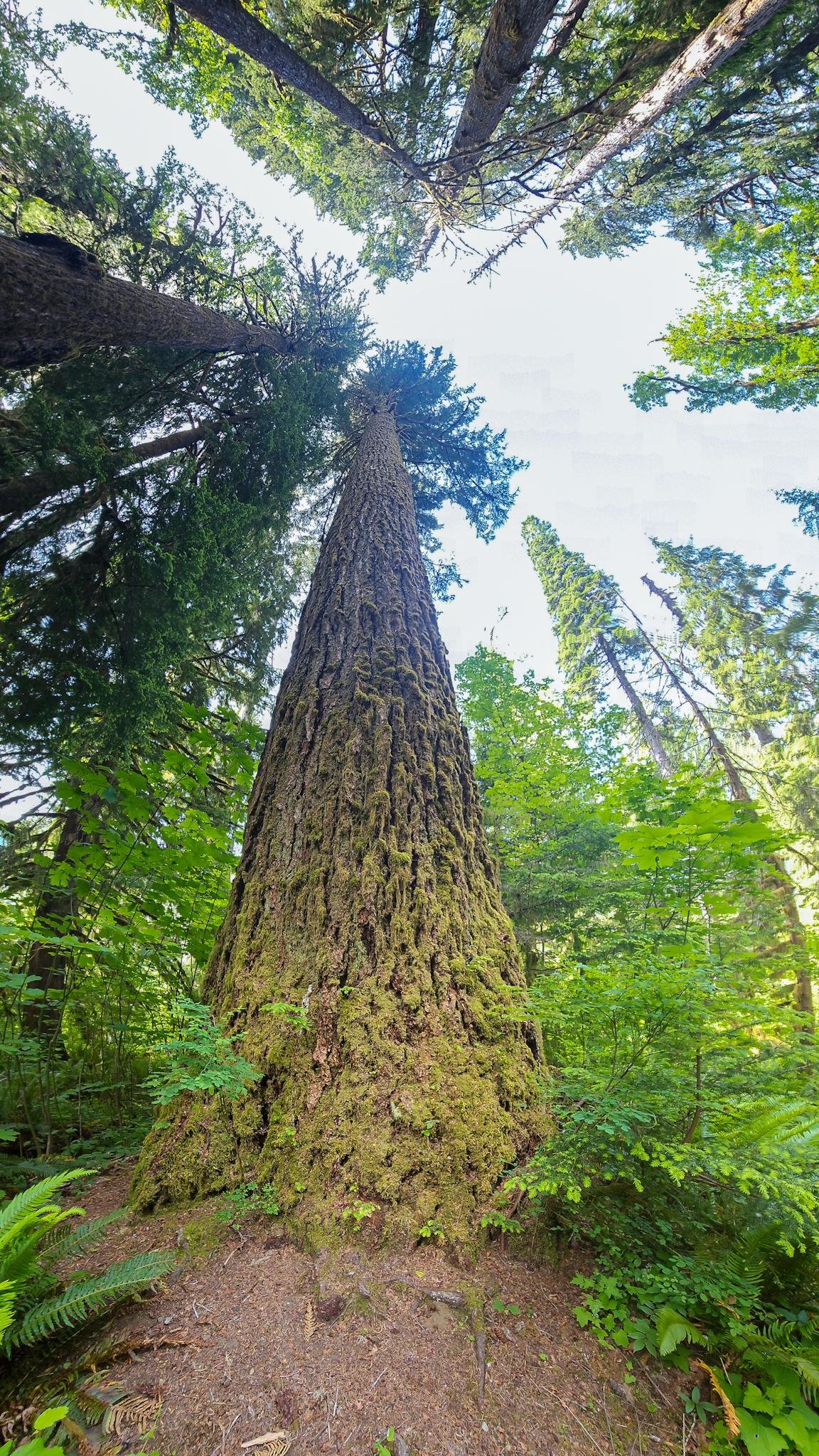 Tall coniferous tree viewed from the base, extending upwards with a thick, moss-covered trunk. Surrounded by various smaller trees and greenery. Bright sky visible through the dense canopy, emphasizing the tree's height and the surrounding forest environment.
