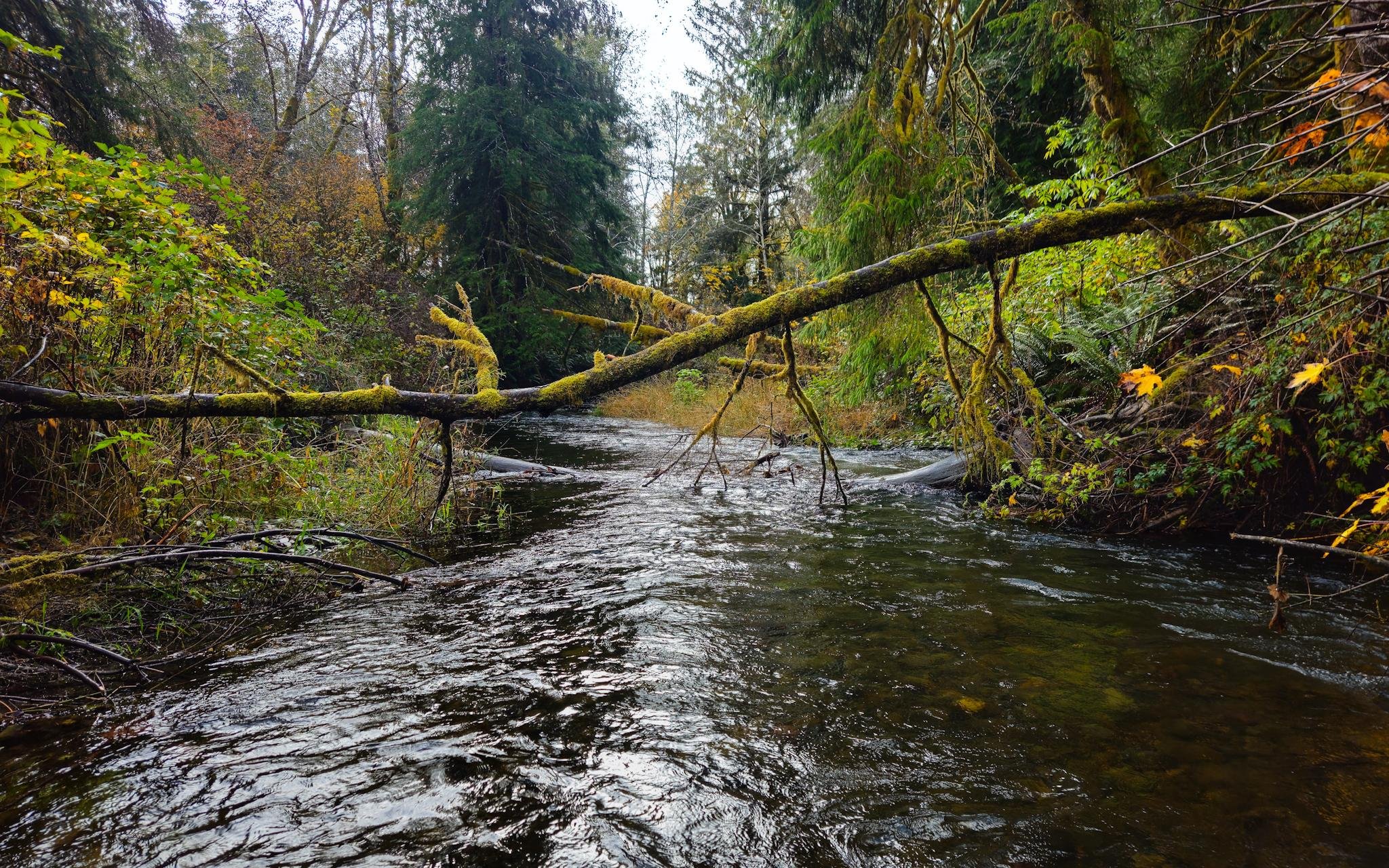 Forest creek flowing toward the background, with a moss-covered fallen tree trunk spanning across the water and branches hanging down; dense green and autumn foliage lines both banks under tall evergreens.