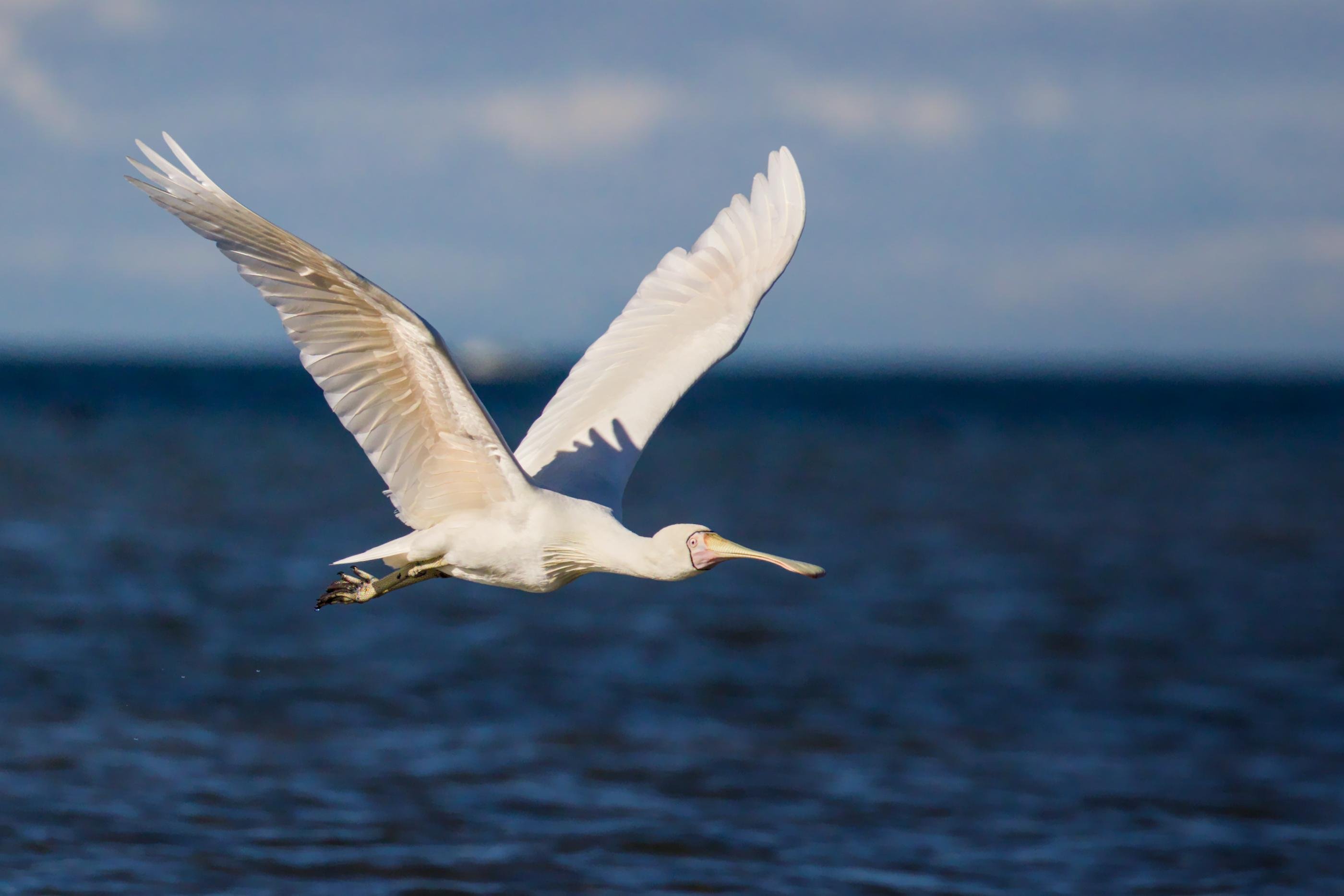 A Yellow-billed Spoonbill flying low over dark blue water, wings spread wide, with a blurred horizon and pale sky in the background.