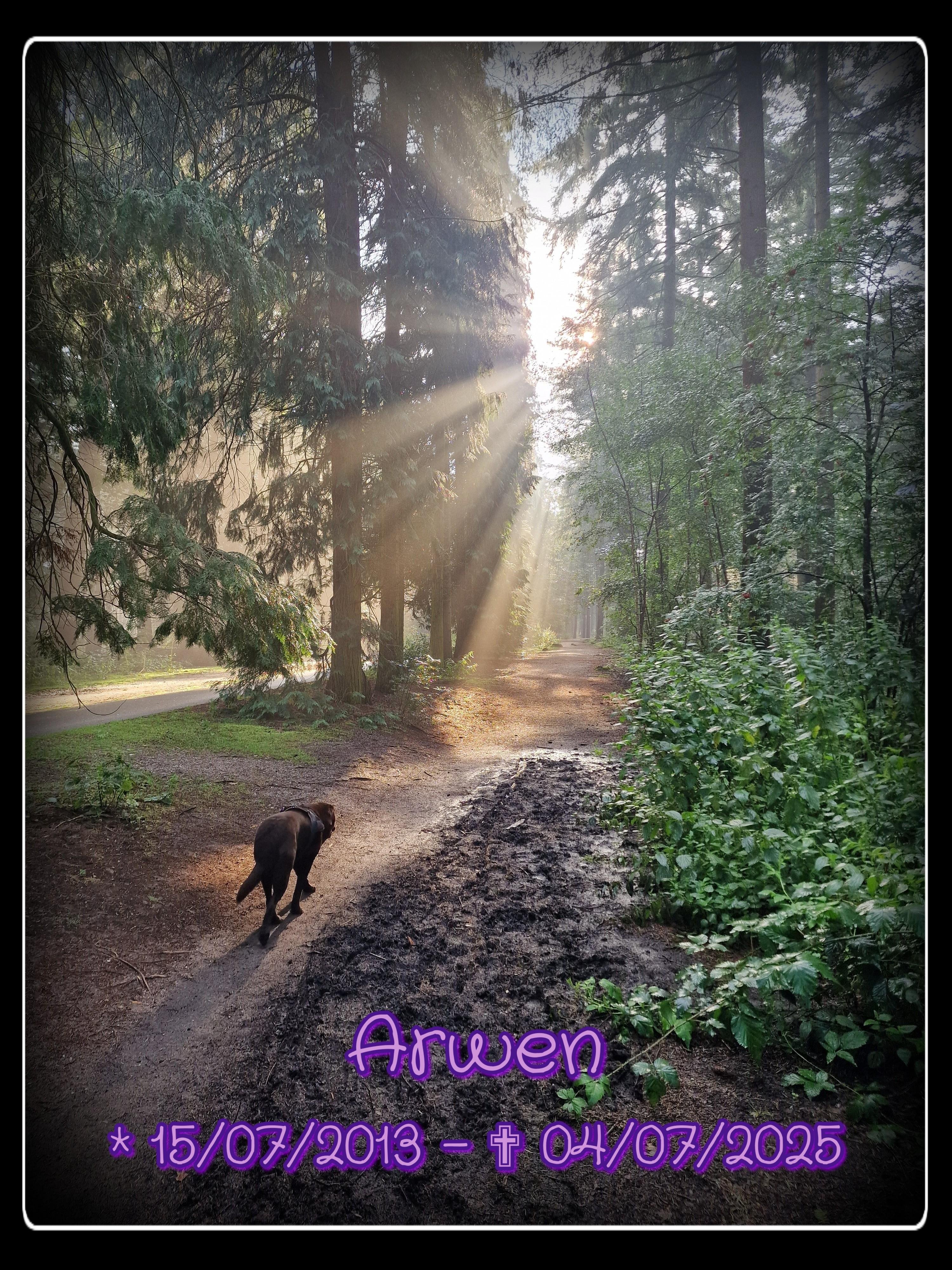 A poignant and tender memorial image set on a forest path bathed in soft morning light. Tall pine trees rise into the misty air, their branches filtering the sun into radiant beams that stream diagonally across the scene, illuminating the path ahead. Walking into this golden light is Arwen, a chocolate brown Labrador who was more than just a pet—she was a soulmate. Her figure is captured mid-step, moving with calm determination down the earthy trail, surrounded by lush green undergrowth and the quiet embrace of nature.
At the bottom of the image, in soft purple text framed by a simple black border, it reads:
**“Arwen
15/07/2013 – ✝ 04/07/2025”**
The photograph carries layers of emotion: Arwen walking toward the sun feels symbolic of her journey beyond this life, yet her presence radiates strength, loyalty, and the unbreakable bond she shared with her human. For almost twelve years, she and her person were a perfect team, understanding each other without words, offering comfort and love through hardship. Arwen gave her all, supporting until her very last breath, even when it grew too difficult. The image reflects both the deep grief of her loss and the immeasurable gratitude for the years spent together. Though her passing leaves daily tears and a heavy ache of guilt and longing, Arwen’s spirit and the love she embodied will remain forever in her human’s heart—an eternal light along the path of memory.