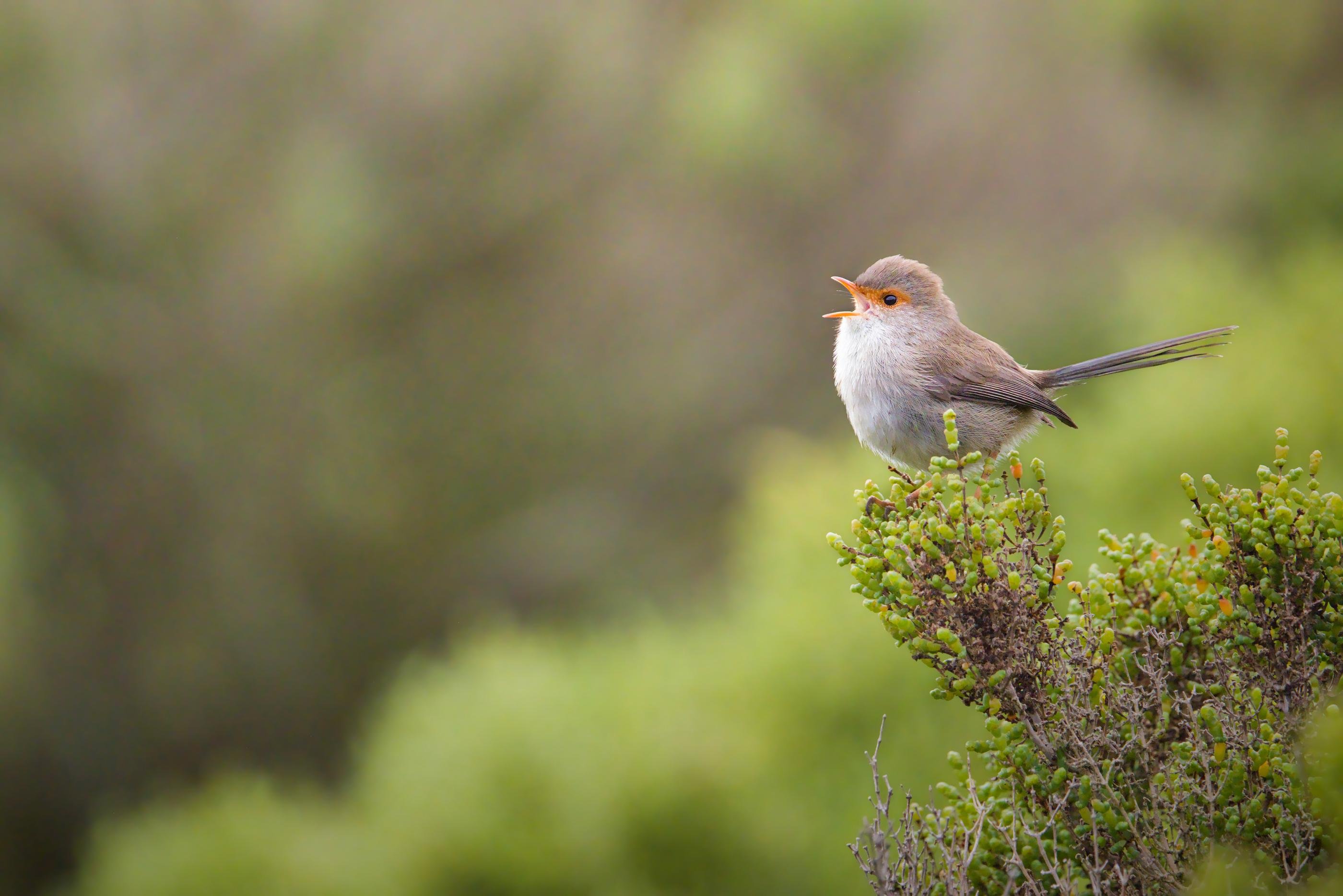 A female fairy wren perched on the top of a green shrub with its beak open, against a blurred green background.