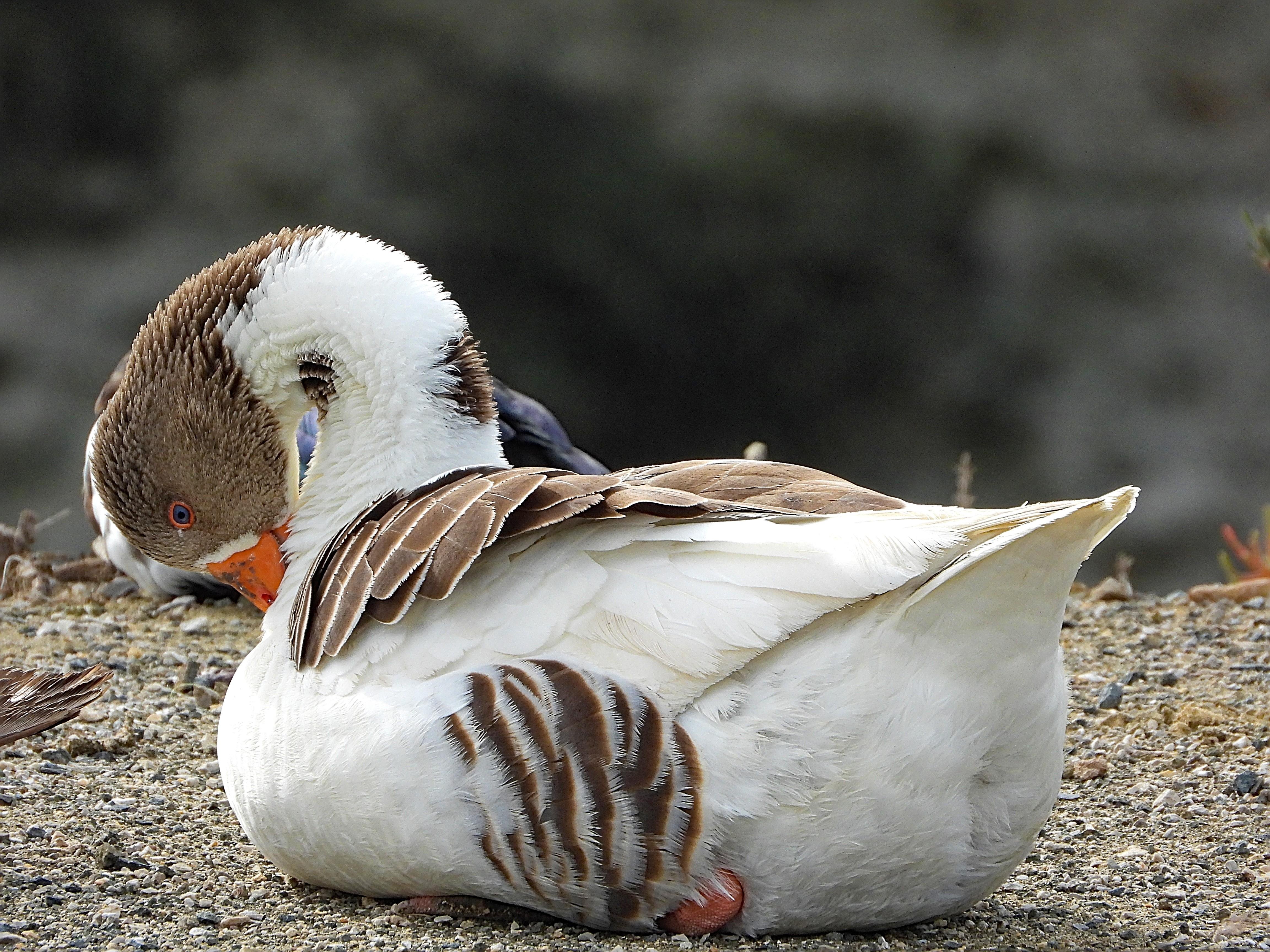 El ave está posada en el suelo que es de pequeñas piedras y se está colocando las plumas del pecho con e pico. Es un ejemplar dle tipo doméstico y es fundamentalmente de color blanco con la cabeza y los finales de las plumas de color marrón.

Si estás leyendo este texto es porque tienes dificultades de visión y espero que te haya ayudado a ver la imagen. Si no ha sido así, te agradecería los comentarios.
Si lo has leído aunque ves la imagen sin problemas recuerda que debes poner un texto alternativo en tus archivos multimedia para que todo el mundo pueda disfrutarlos.