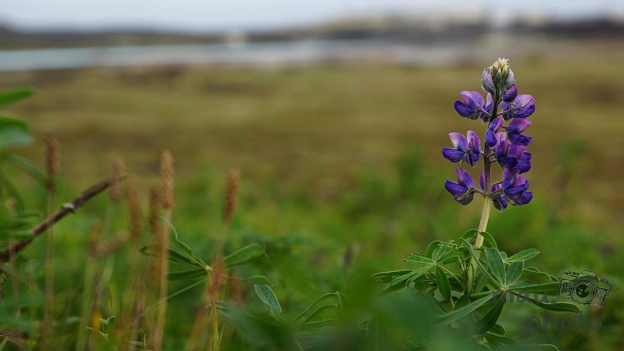 Purple lupine flower with green leaves in the foreground, set against a blurred, grassy landscape and a cloudy sky.