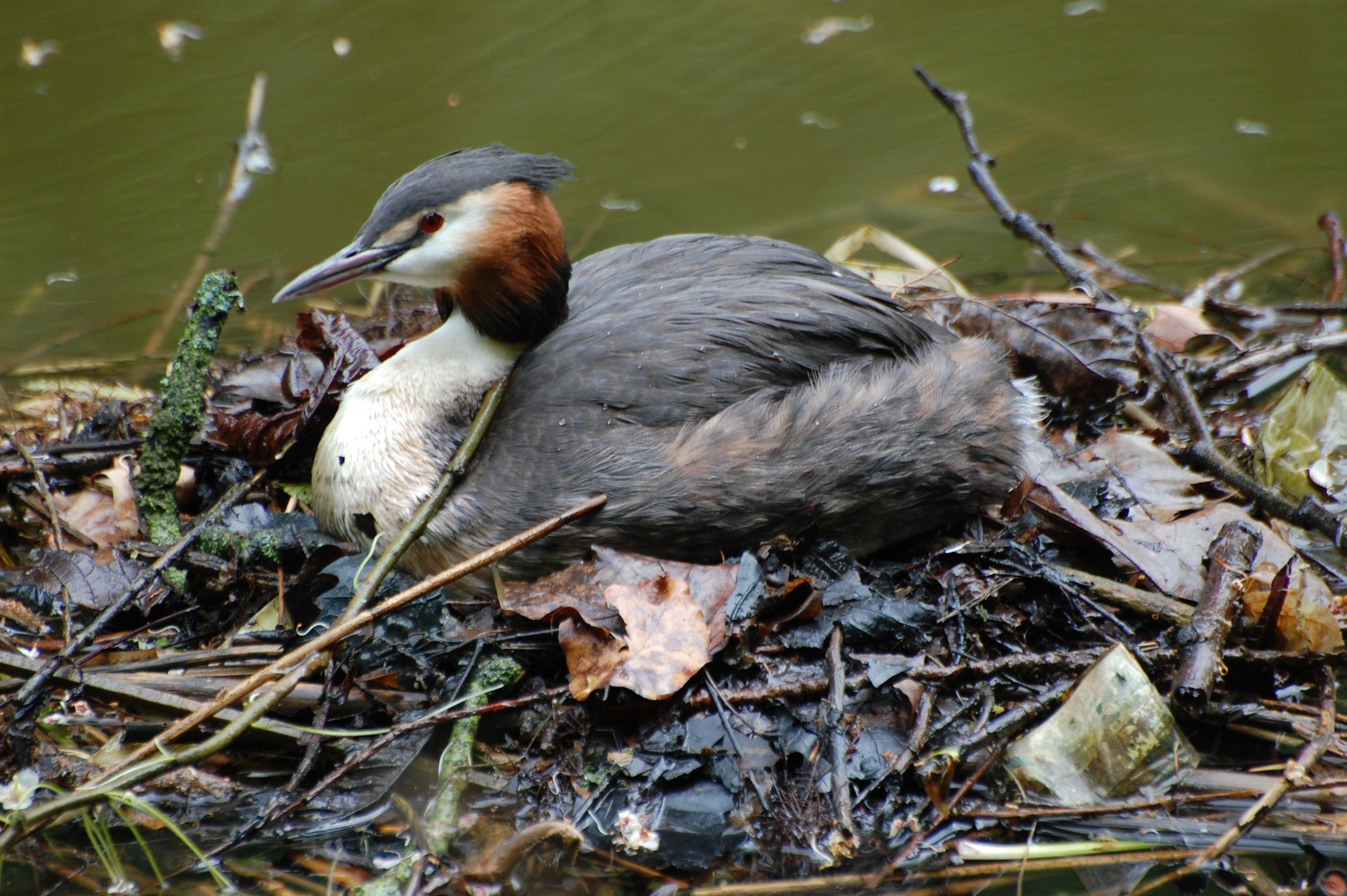 The image shows a great crested grebe sitting on a nest made of twigs and leaves near the water. The bird has distinctive plumage with a dark crest on its head, a white neck, and a mix of brown and white on its body.