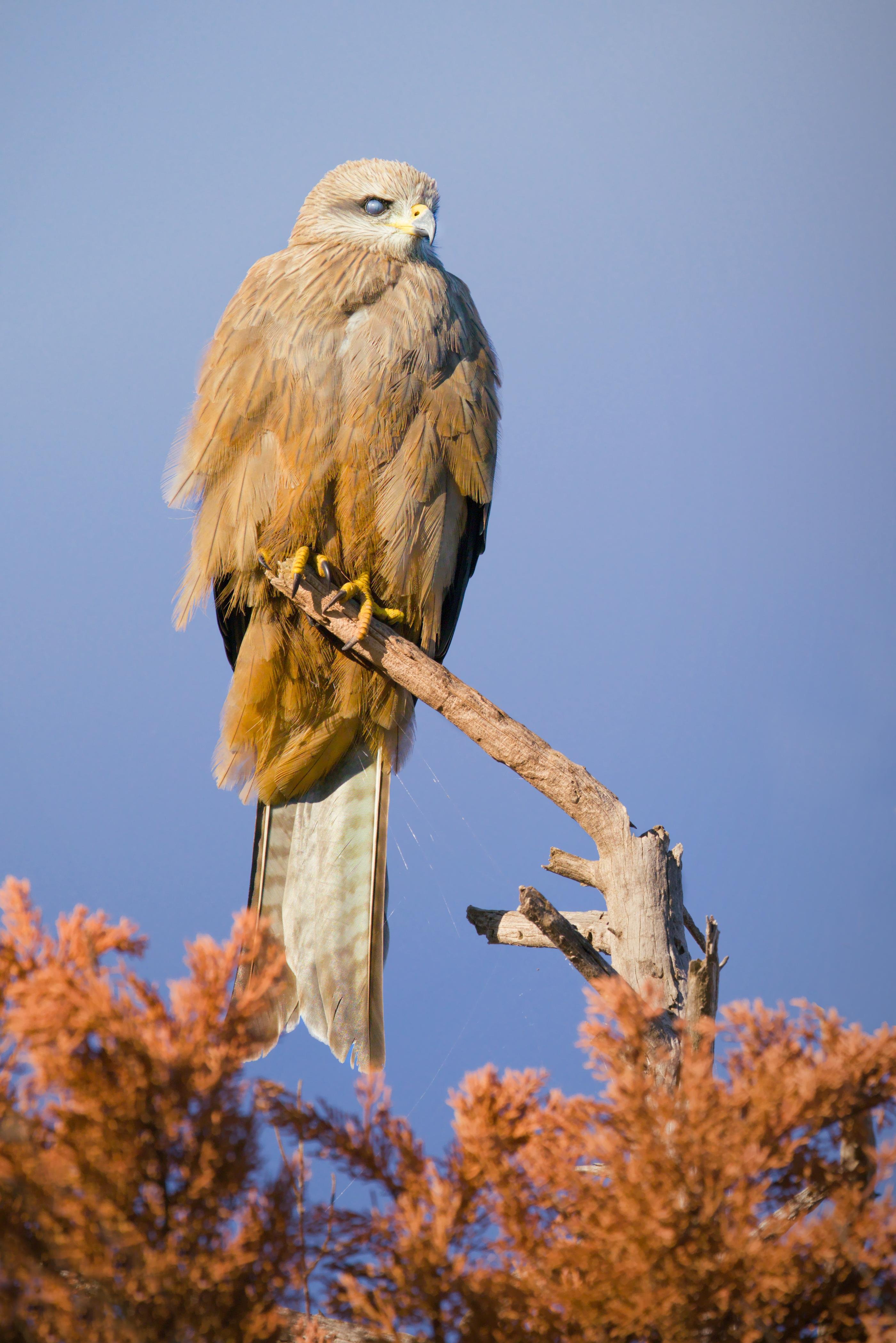 BlackKite is perched on a broken tree branch and stump, facing left against a clear blue sky, with out-of-focus orange shrubs along the bottom edge.