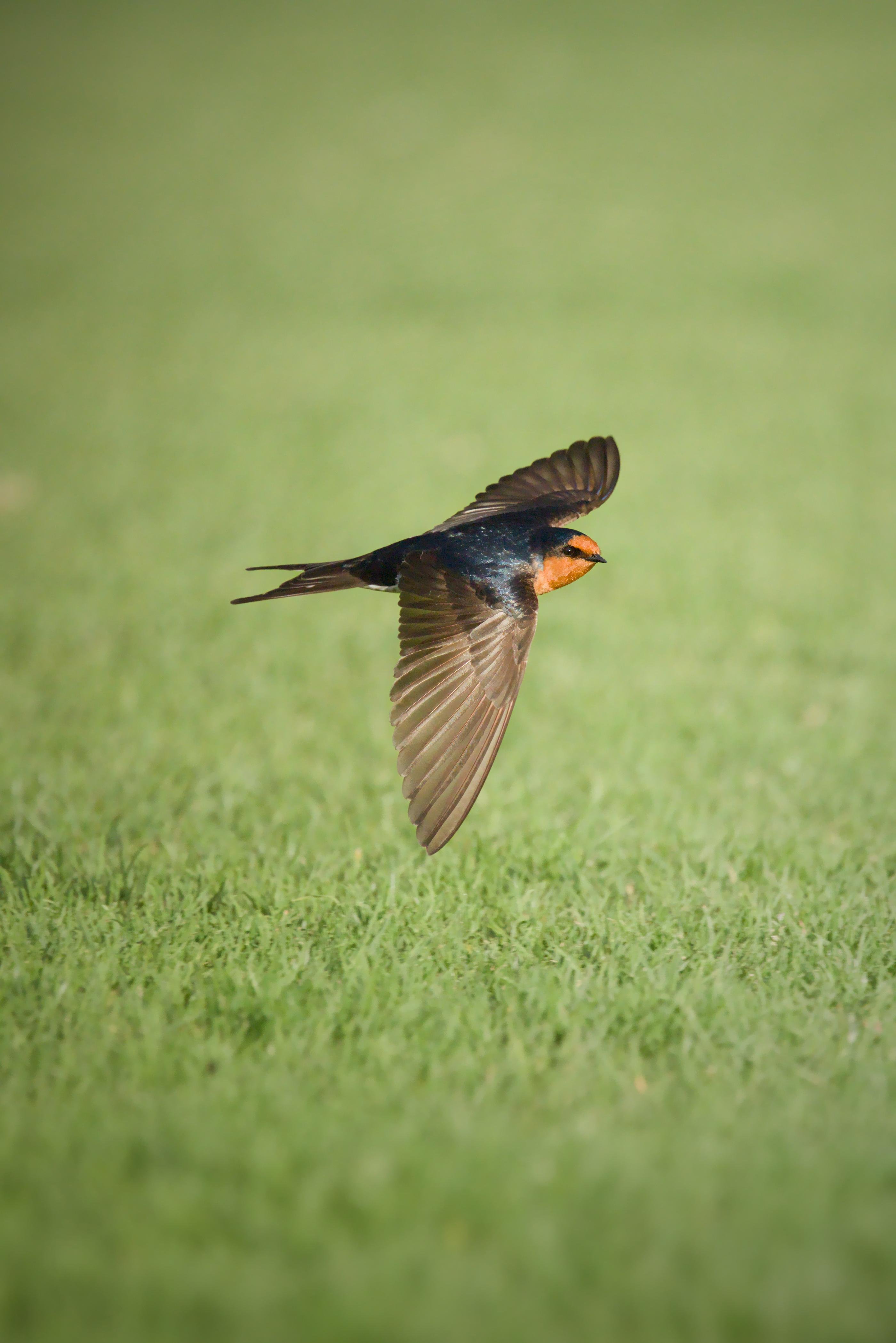 A welcome swallow with wings spread and a long forked tail against a blurred green background.