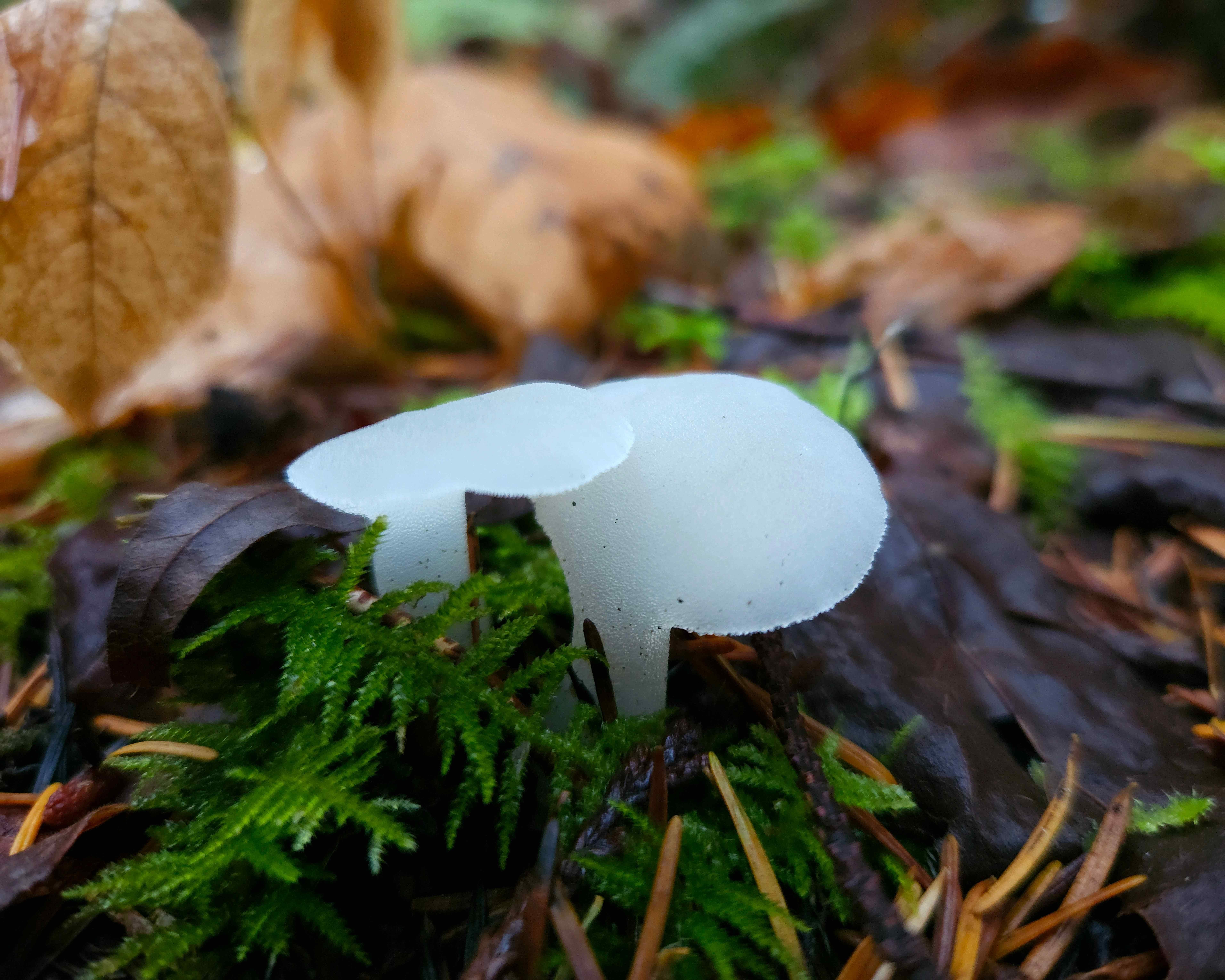 The image shows two translucent, white mushrooms growing on a forest floor. The surrounding area includes green moss, fallen leaves, and pine needles, suggesting a natural woodland setting.