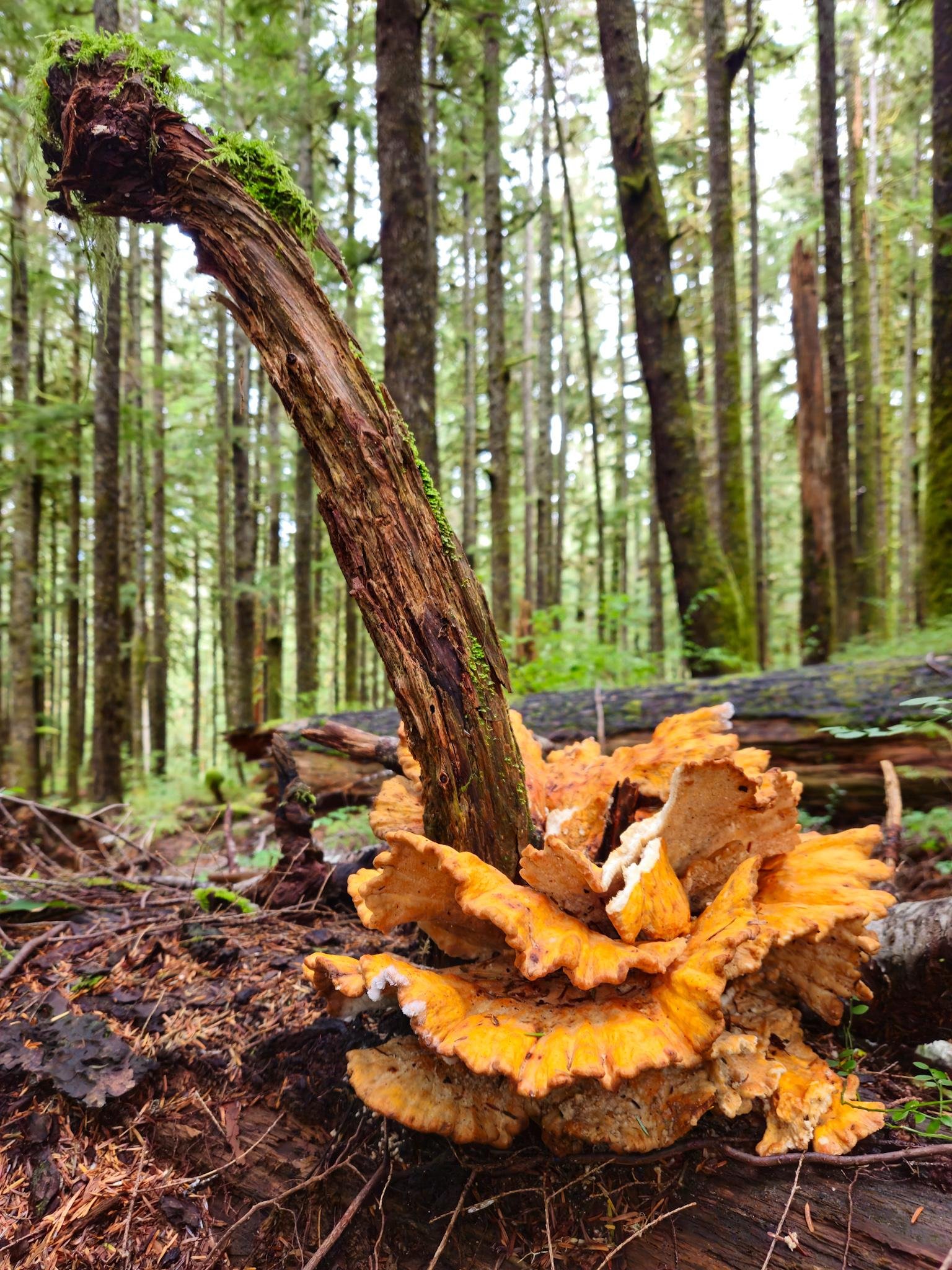 Large orange shelf fungi clustered at the base of a broken, moss-covered tree trunk in the foreground, with a dense conifer forest and fallen logs in the background.