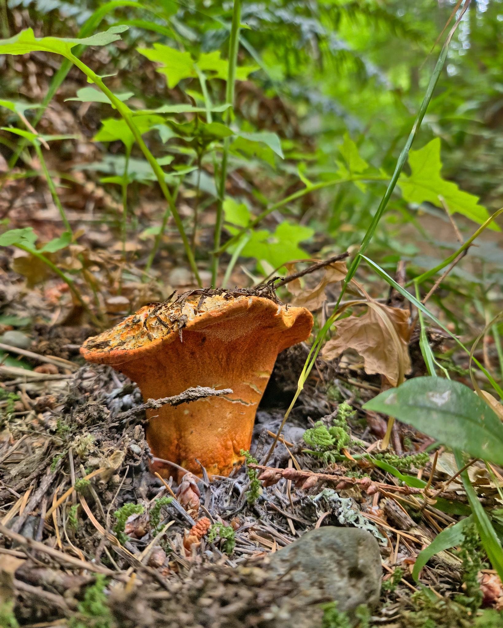 Orange mushroom with a thick stem and wavy cap emerging from leaf litter and pine needles on a forest floor, with small green plants and blurred foliage in the background.
