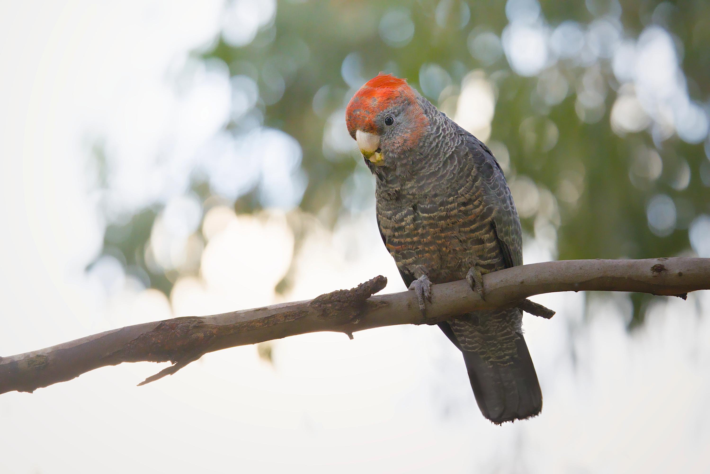 A juvenile male ganggang perched on a horizontal tree branch, facing downward, with a blurred leafy background and pale sky.