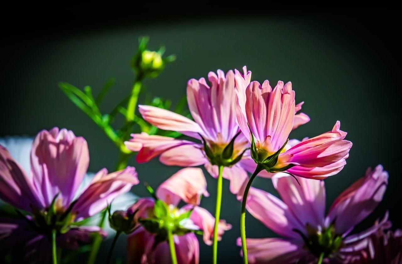 Pink flowers with slender green stems are illuminated by bright sunlight against a dark background. Petals are slightly closed, and a few blurred green buds and stems appear in the background, creating a contrast between light and shadow.