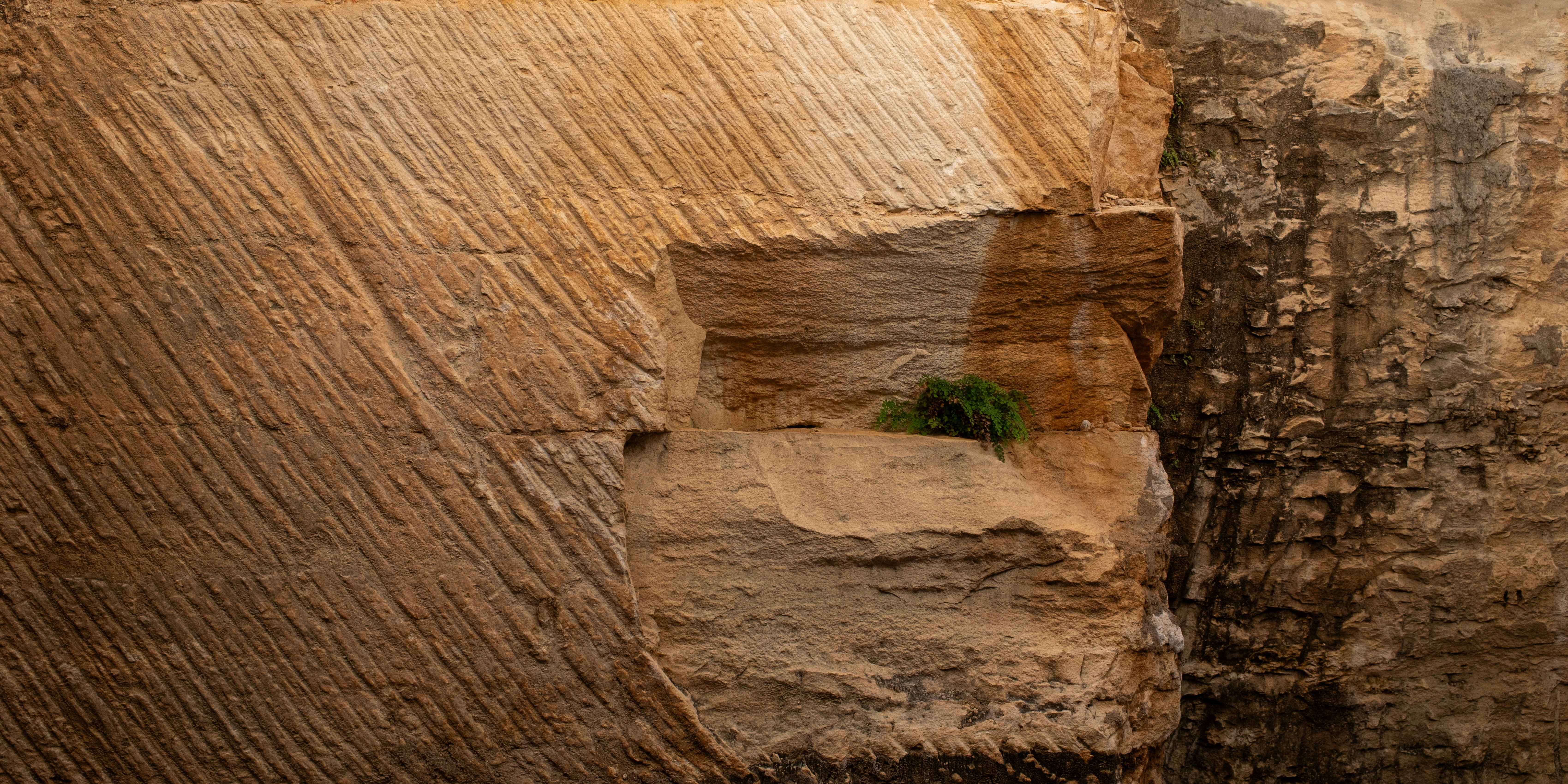 Rough stone wall with diagonal chisel marks creating a textured surface. A rectangular section is carved out, forming a ledge with a small green plant growing on it. The right side shows more rugged, unmarked rock face.