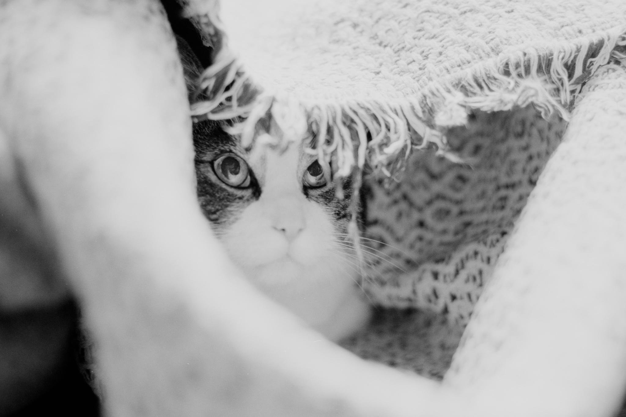 Close-up black-and-white photo of a tabby-and-white cat peering out from under a fringed blanket, framed by soft fabric in the foreground.