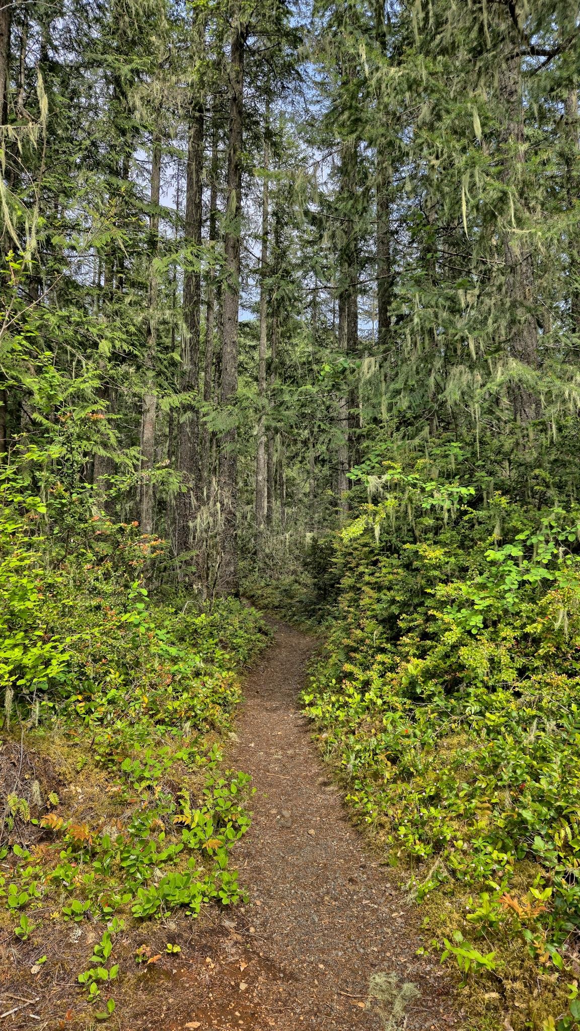 Narrow dirt path winding through a dense forest, surrounded by tall evergreen trees and lush green undergrowth. Sunlight filters through the canopy, casting dappled shadows on the trail. Sparse patches of lichen drape from branches, adding texture to the scene.