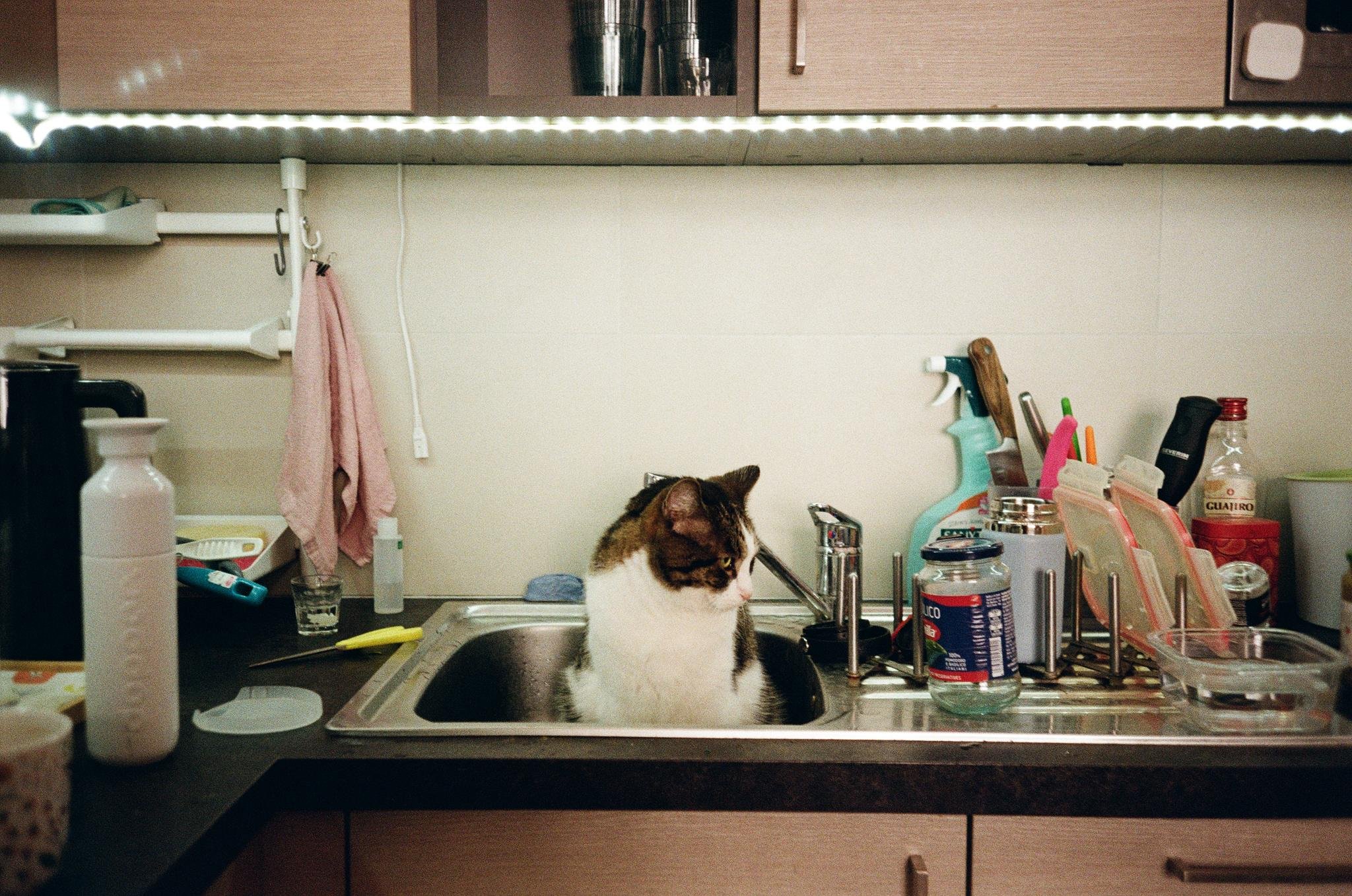 Tabby-and-white cat sitting in a stainless-steel kitchen sink beneath under-cabinet lights, with a dish rack, jars, bottles, sponge, and a pink towel on the surrounding countertop.