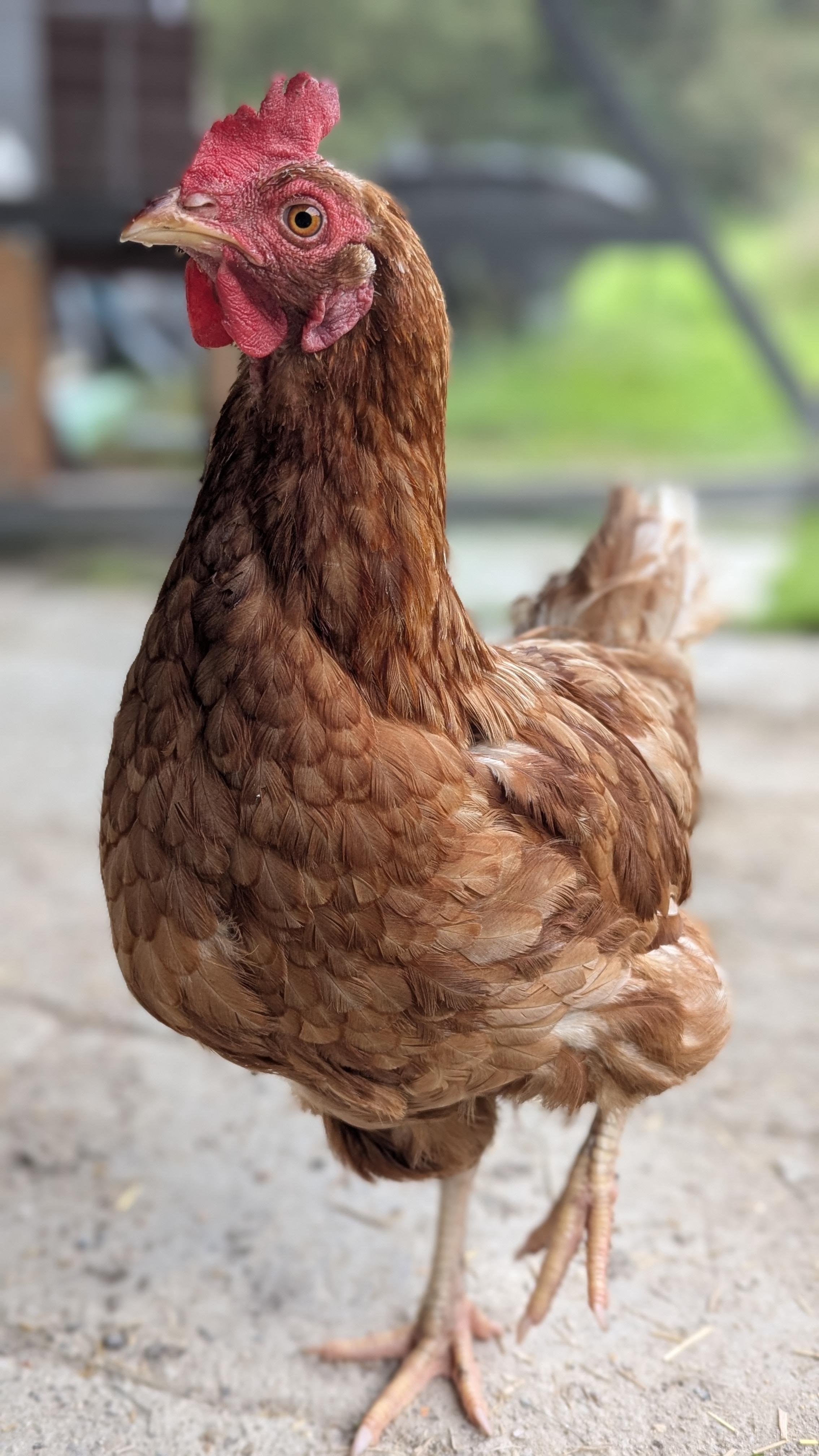 Porträt einer neugierigen jungen Henne.