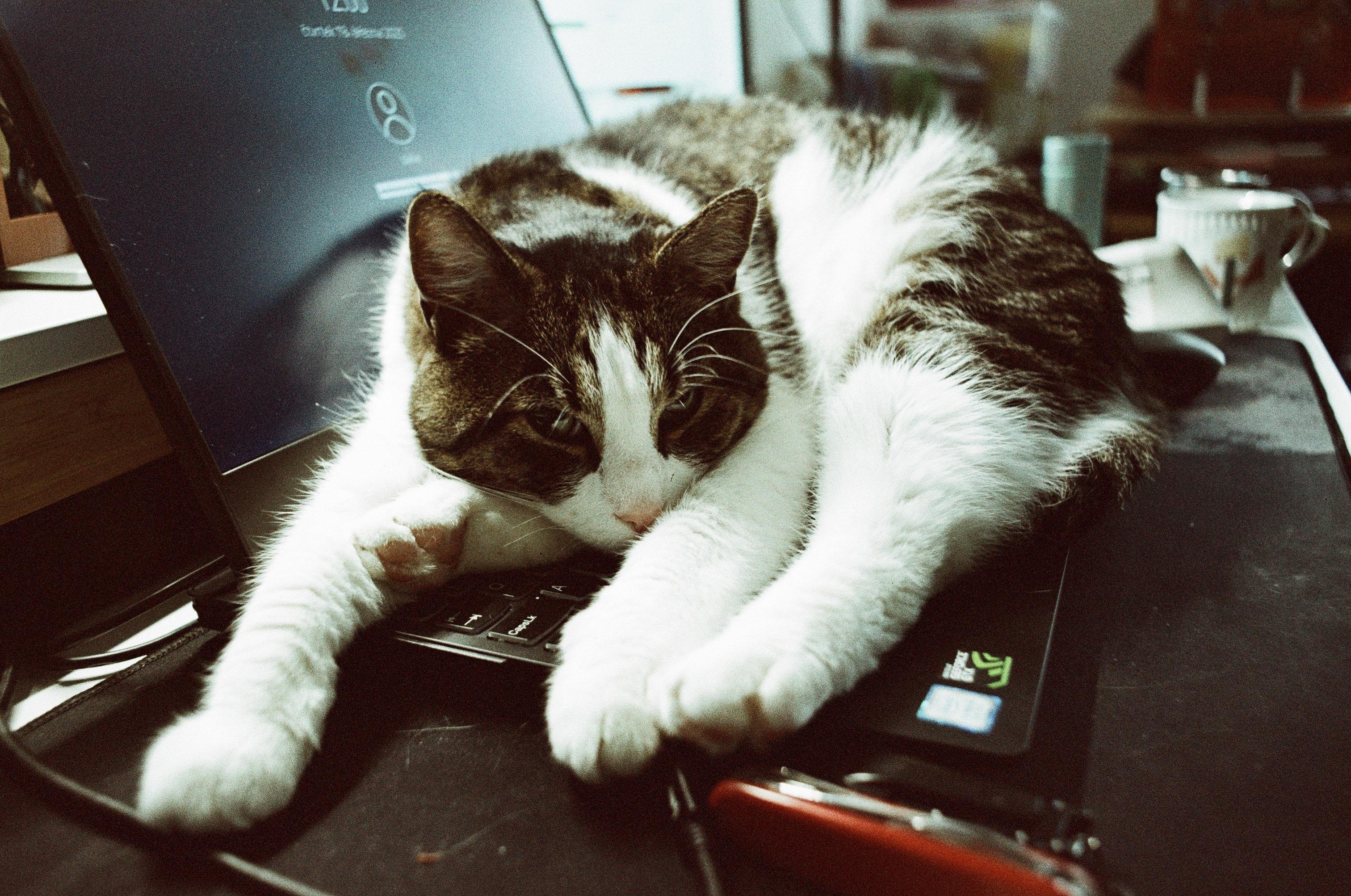 A photo of a piebald cat laying on laptop keyboard, looking very content. The laptop and a cat are sideways towards the plane of the picture. There is significant green tint in the shadows