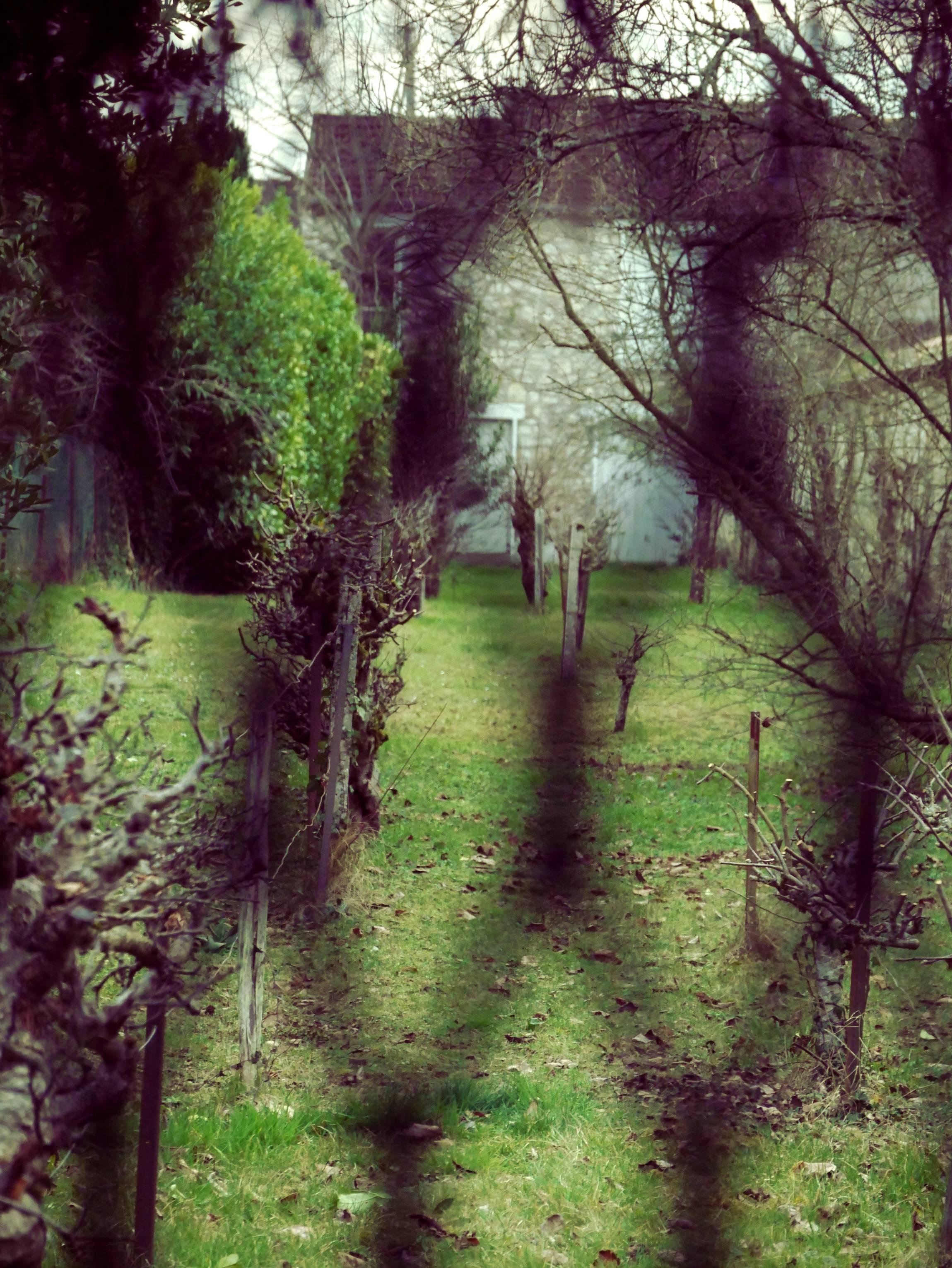 The image shows a garden or yard area with a row of pruned bushes or small trees leading towards a house in the background. The grass is green and the surrounding trees are bare, suggesting it might be early spring or late fall. Shadows of branches appear in the foreground.