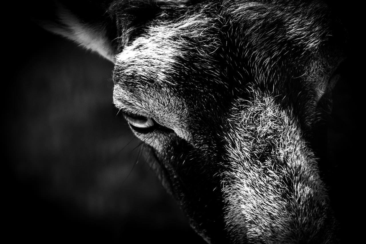 Black-and-white close-up of a goat’s head from the side, with one eye visible and sharply detailed fur on the forehead and muzzle against a dark, blurred background.