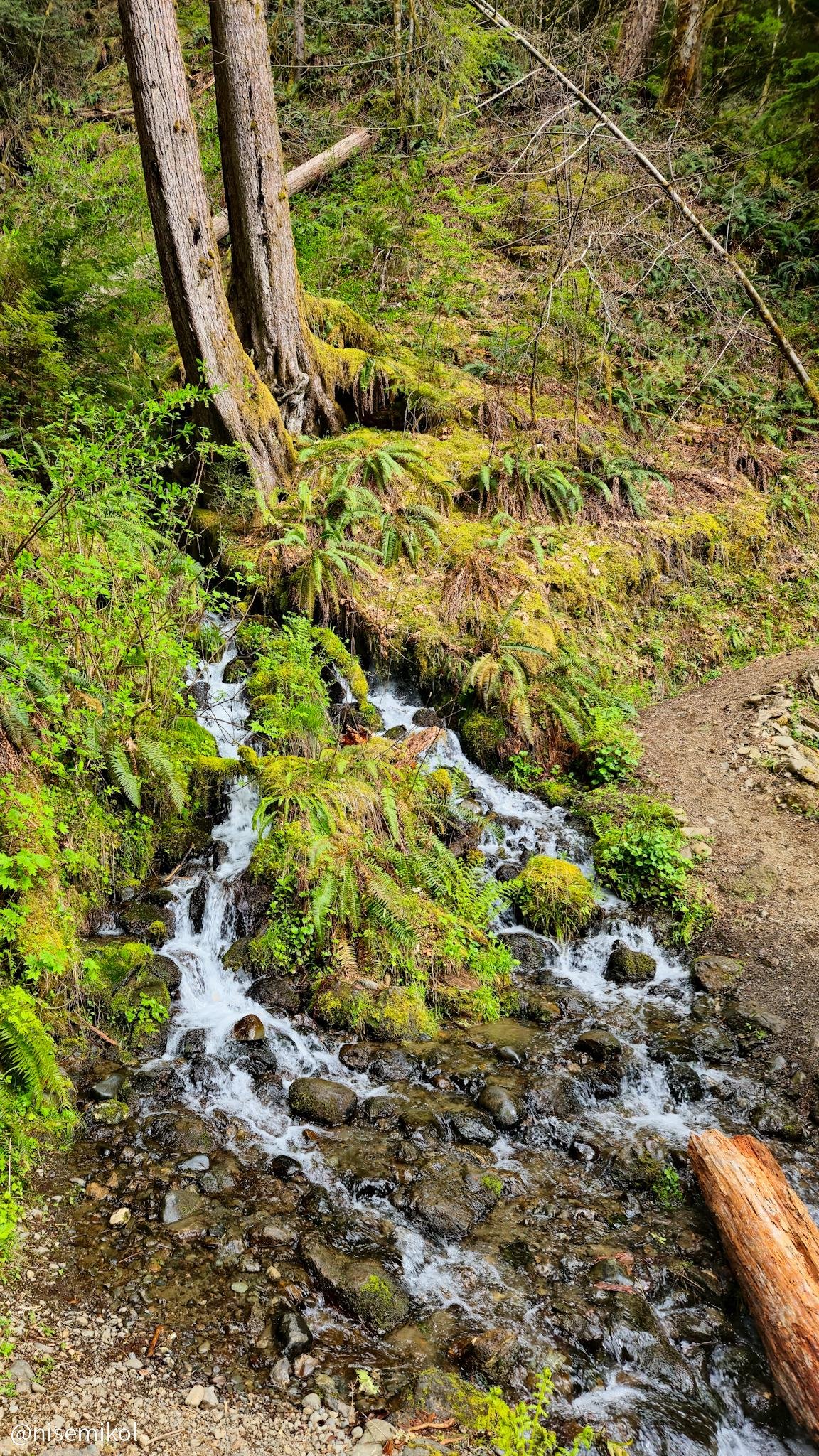 A small, rocky stream flows through a forested area with lush green ferns and moss-covered ground. Two tall trees with textured bark stand on the left, while a narrow dirt path runs alongside the stream. A fallen log lies near the stream's edge on the right.