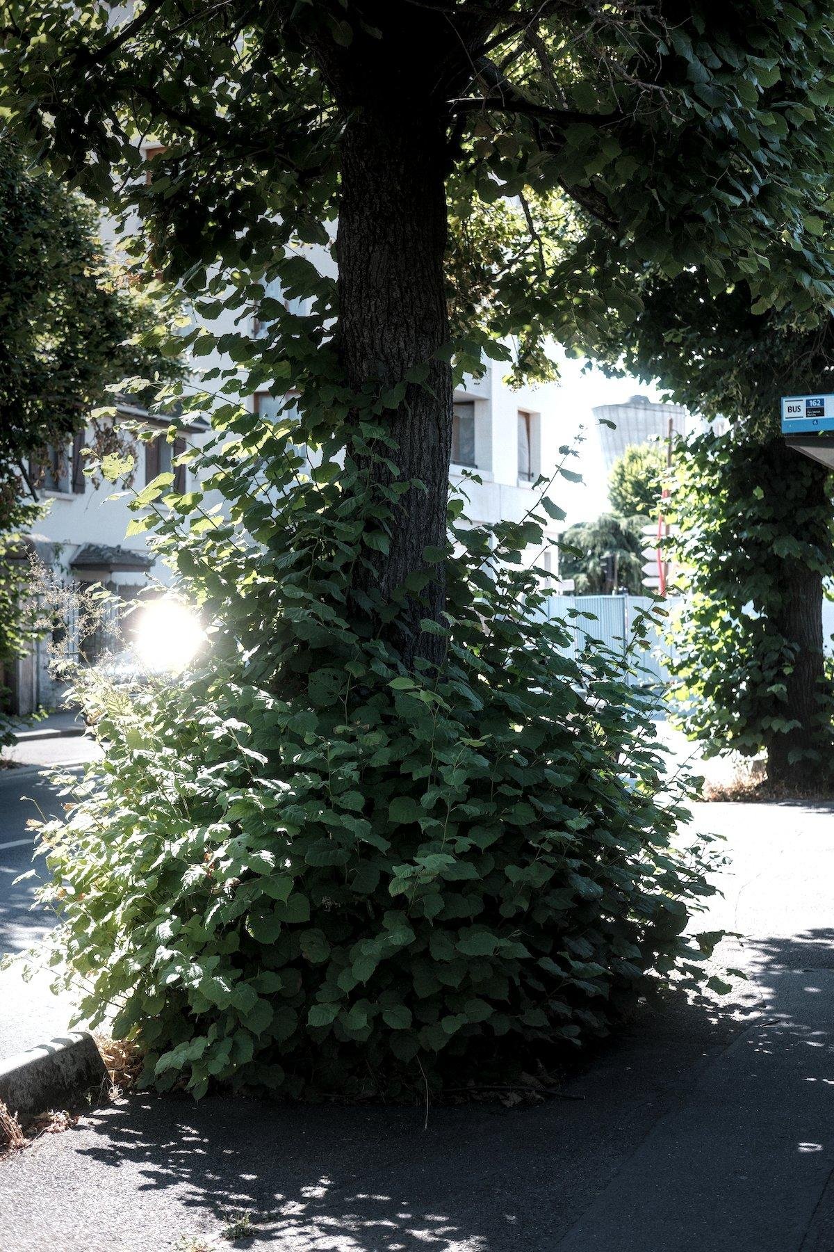 Photo verticale. Un arbre en bord de trottoir, avec une plante à ses pieds qui l’entoure totalement et qui monte assez haut, qui aurait besoin d’entretient
