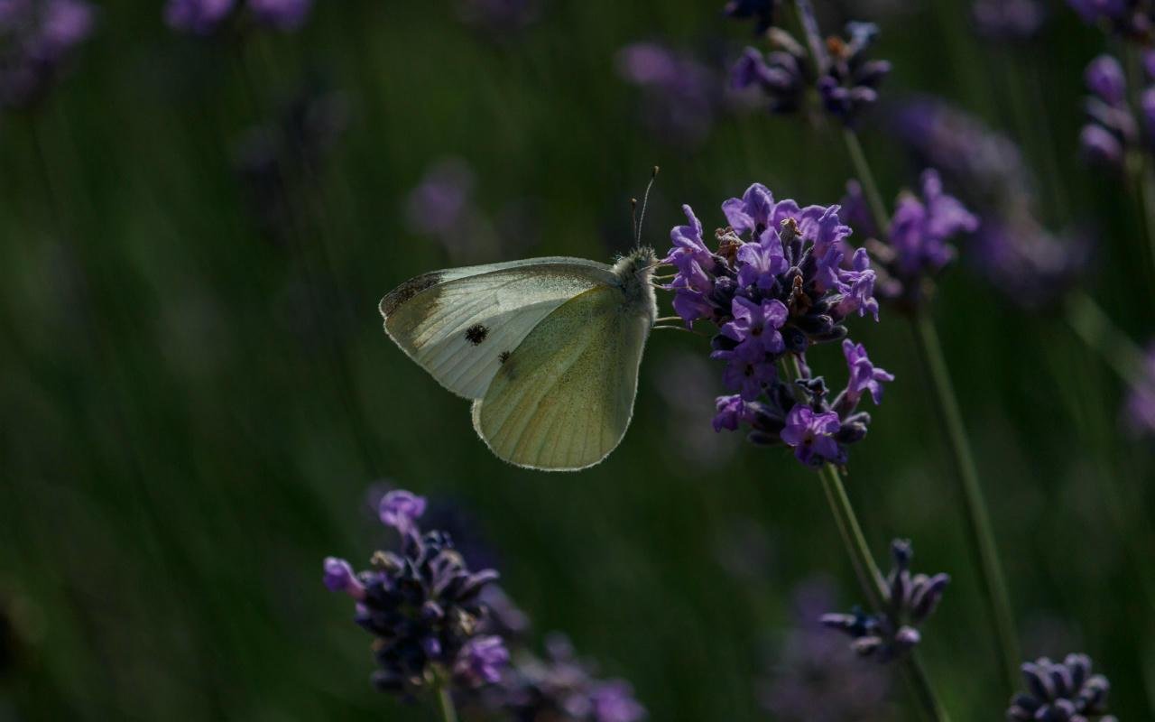 A small white (Pieris rapae) feeding on lavender.