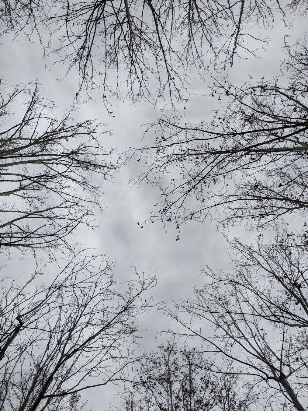 Un cielo grigio visto dal basso all'alto. Intorno dei rami spogli di alberi scuri.