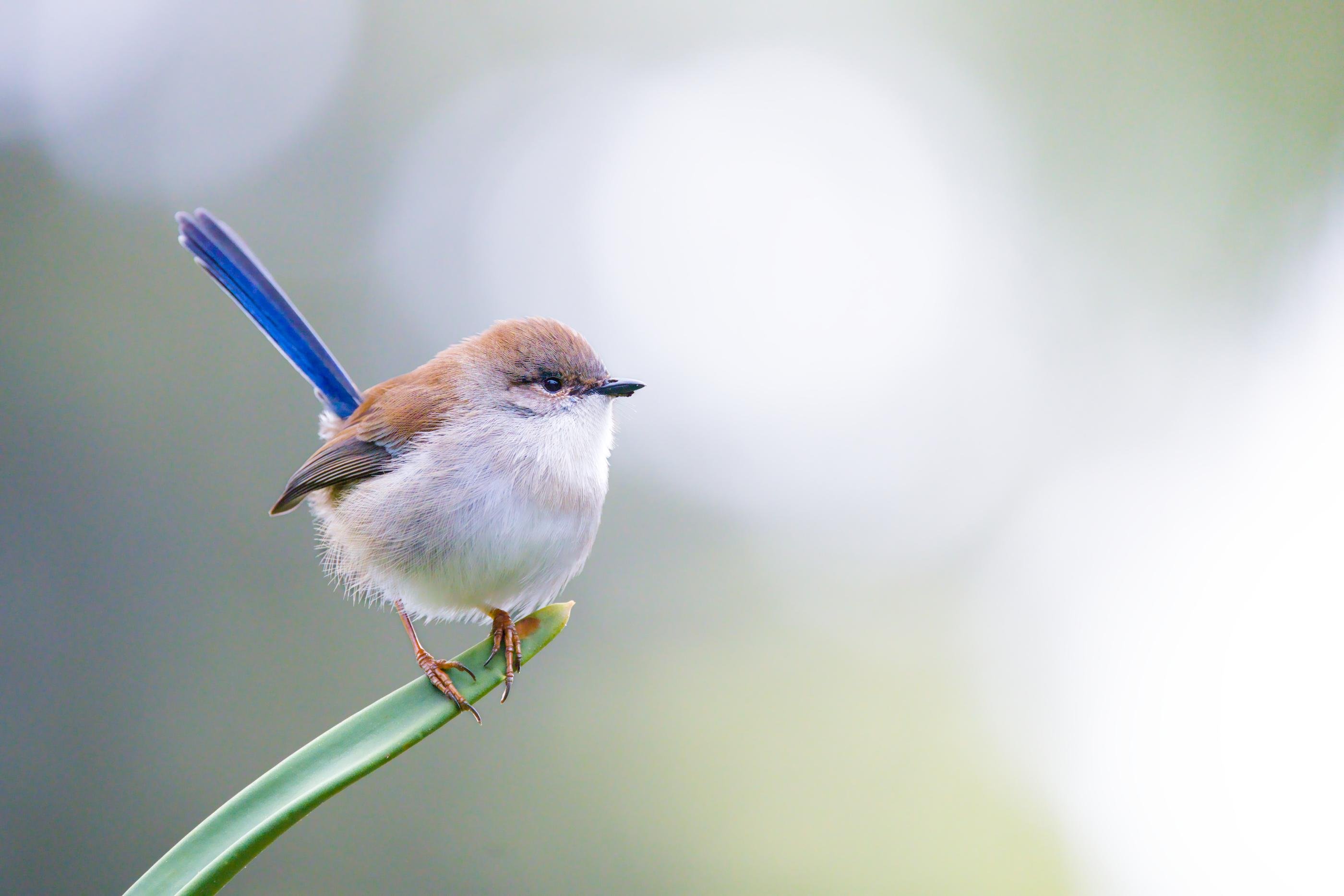 A male superb fairy wren is  perched on a curved green blade of grass, facing right against a blurred light gray-green background.