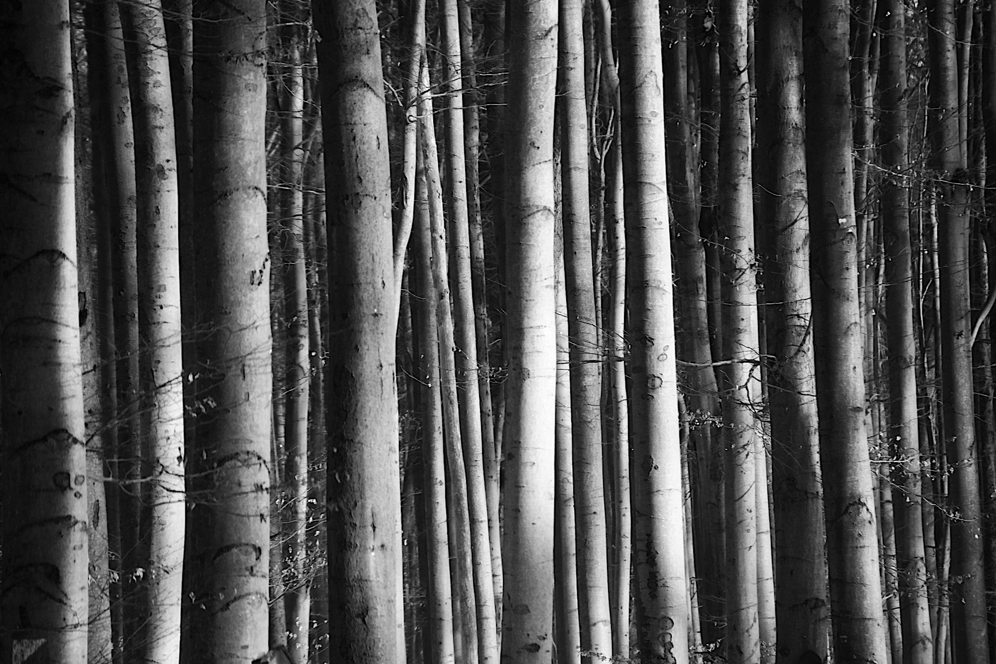 A black-and-white close-up of a dense beech forest consisting of tall, smooth tree trunks, with thin branches and twigs winding their way between them and filling the frame vertically.