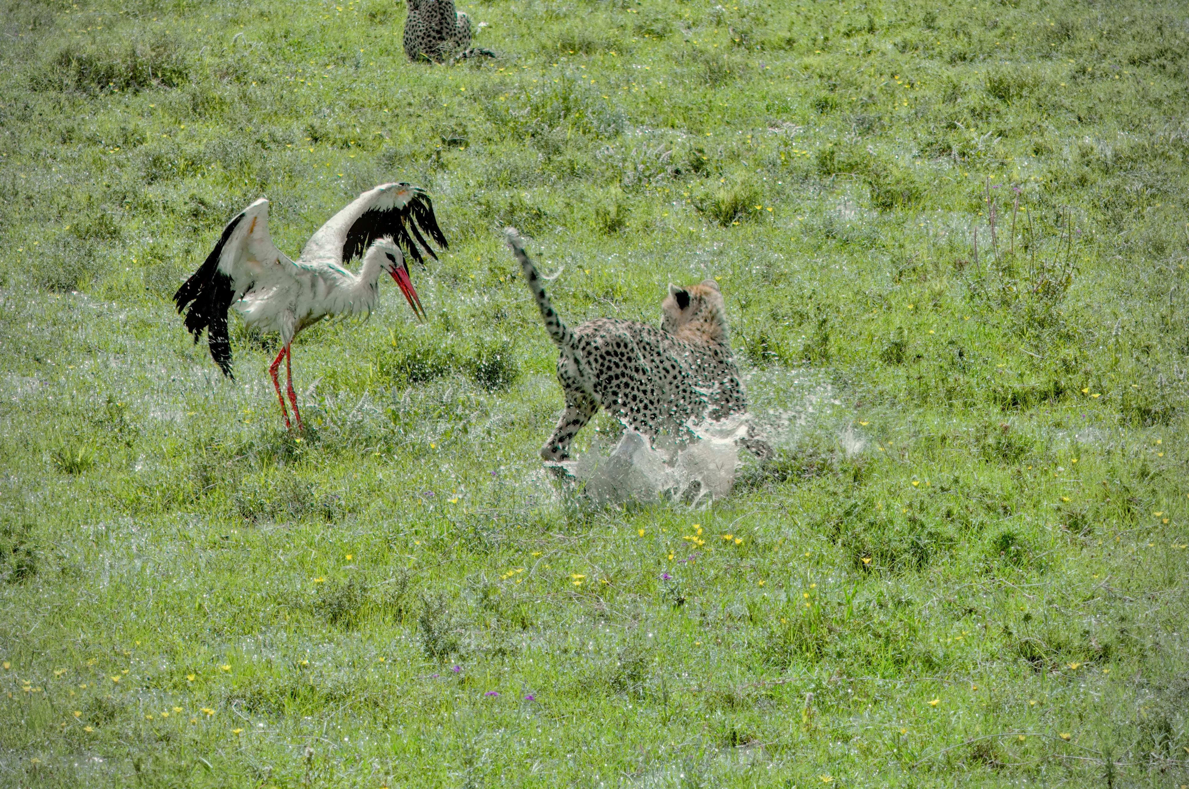 Cheetah splashing through shallow water in a grassy field while a white stork with black wing tips and red legs stands nearby with wings spread; another cheetah sits in the background.