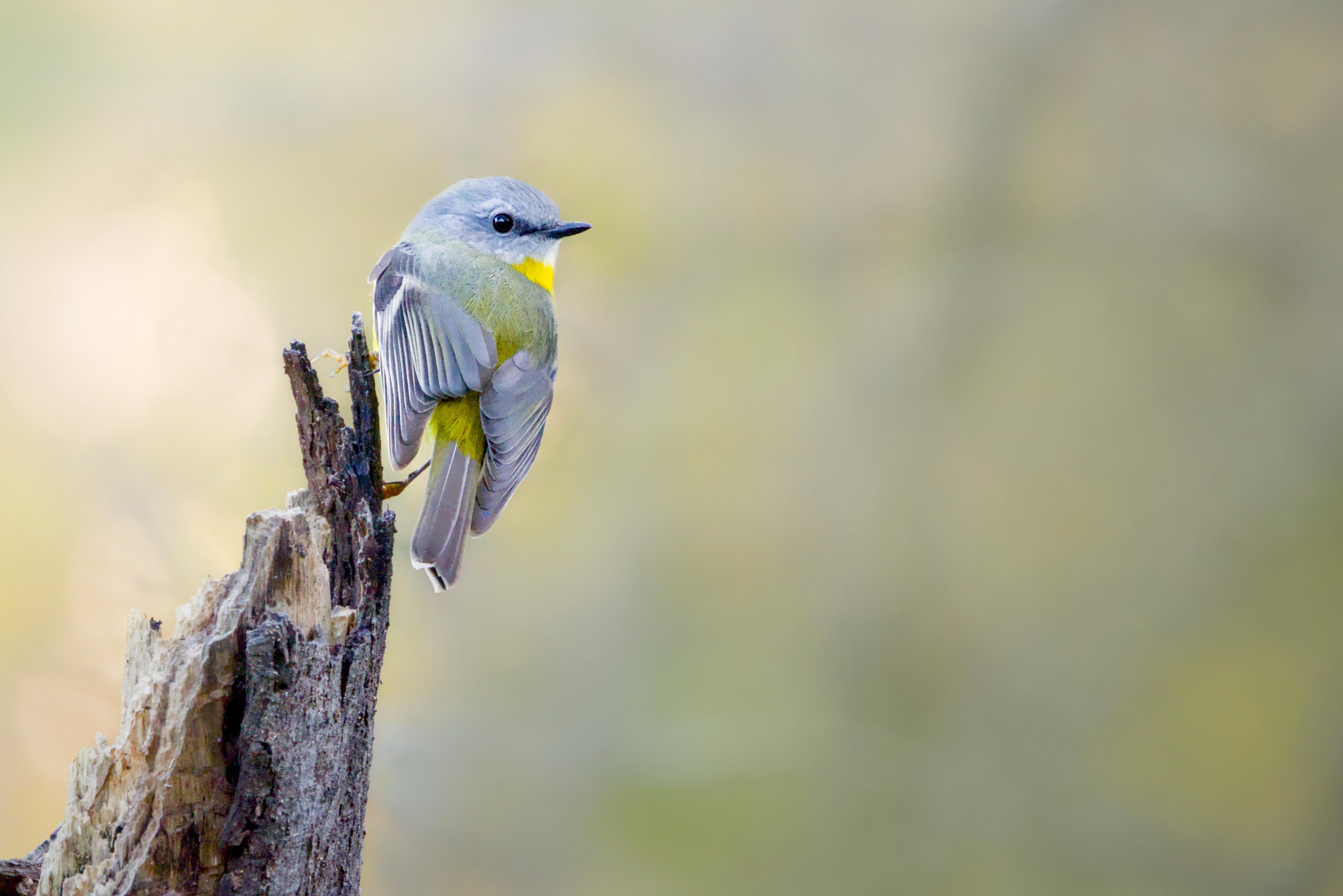An Eastern Yellow Robin perched on a jagged tree stump, facing left against a blurred green background.