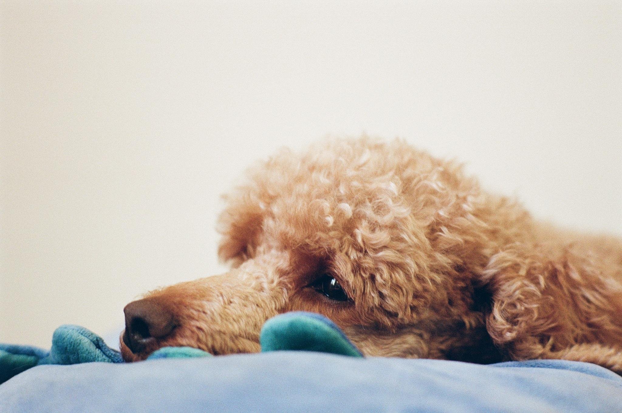 Close-up side view of a small curly-haired brown dog lying on a blue blanket, head resting on a green-and-blue plush toy against a plain light background.