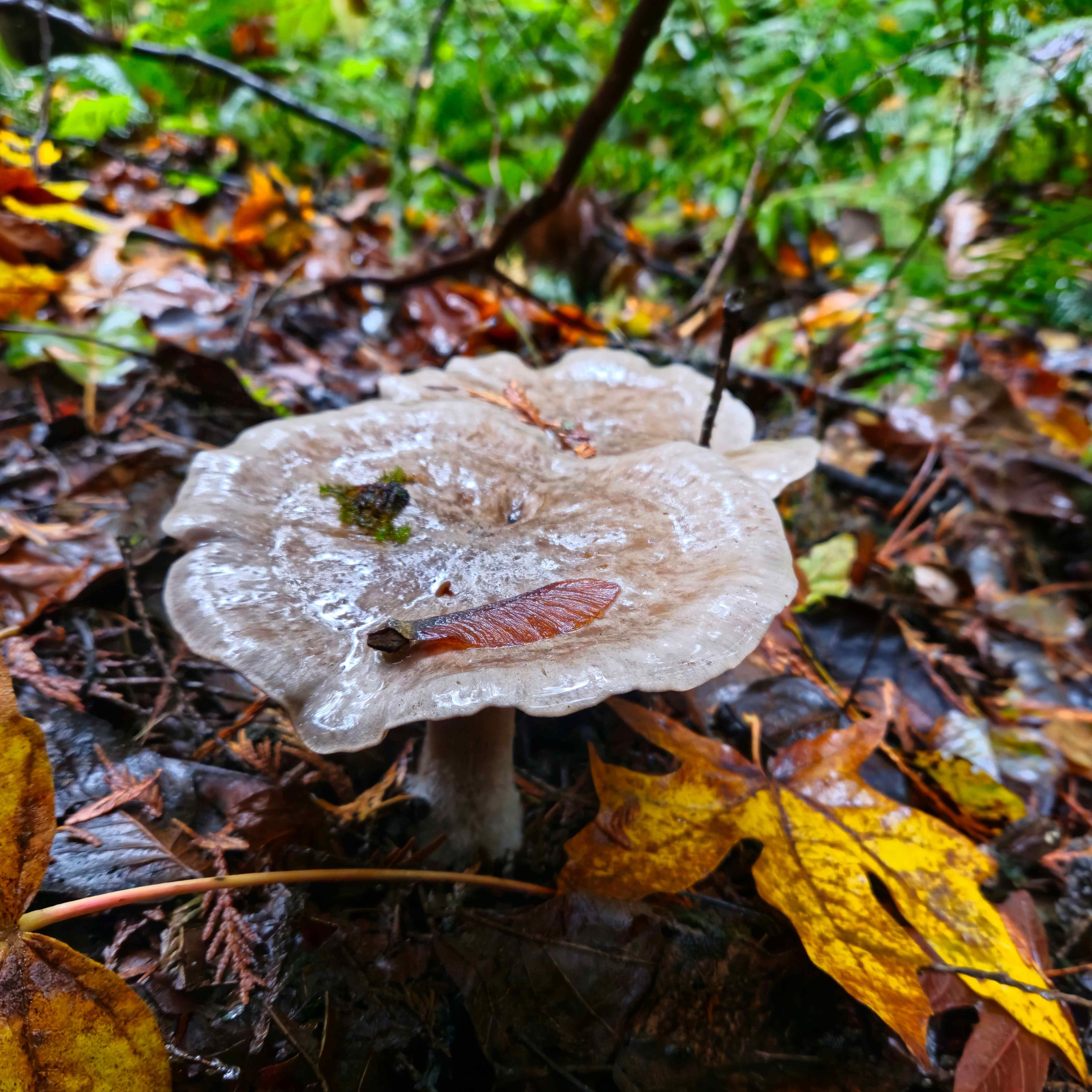 The image features a large mushroom growing on the forest floor. The mushroom cap has a wet, shiny surface, with a small leaf sitting on top. Surrounding the mushroom are fallen leaves in various shades of yellow and brown, indicating an autumn setting. The background shows green foliage and damp earth.