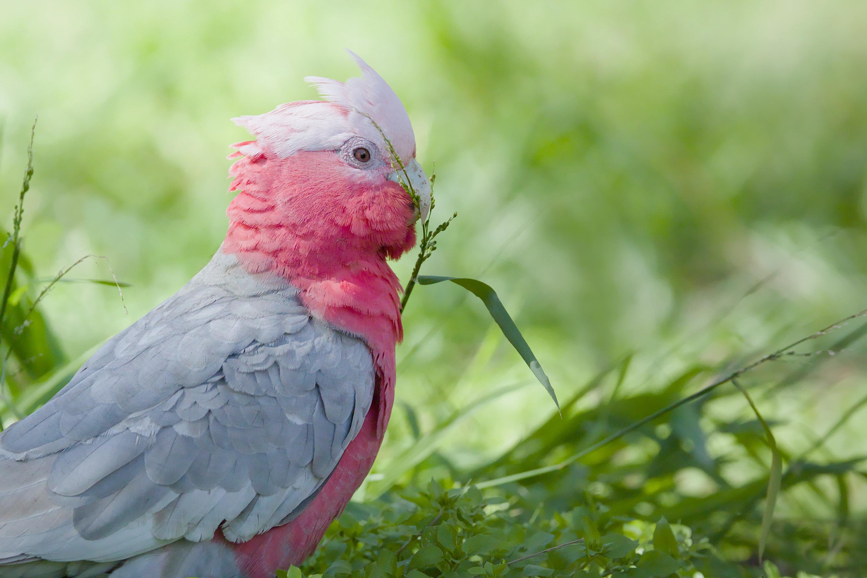 Close-up side view of a Galah on green grass, holding a blade of grass in its beak against a blurred green background.