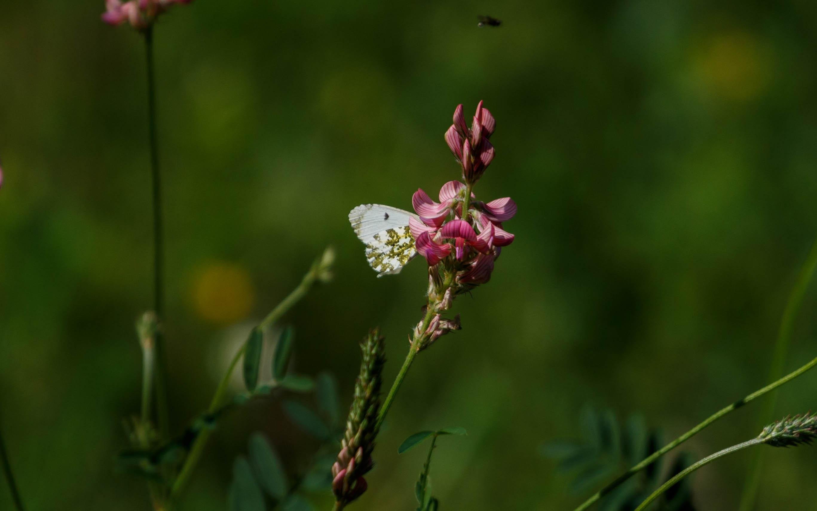 A female orange tip (Anthocharis cardamines) feeding on common sainfoin (Onobrychis viciifolia).