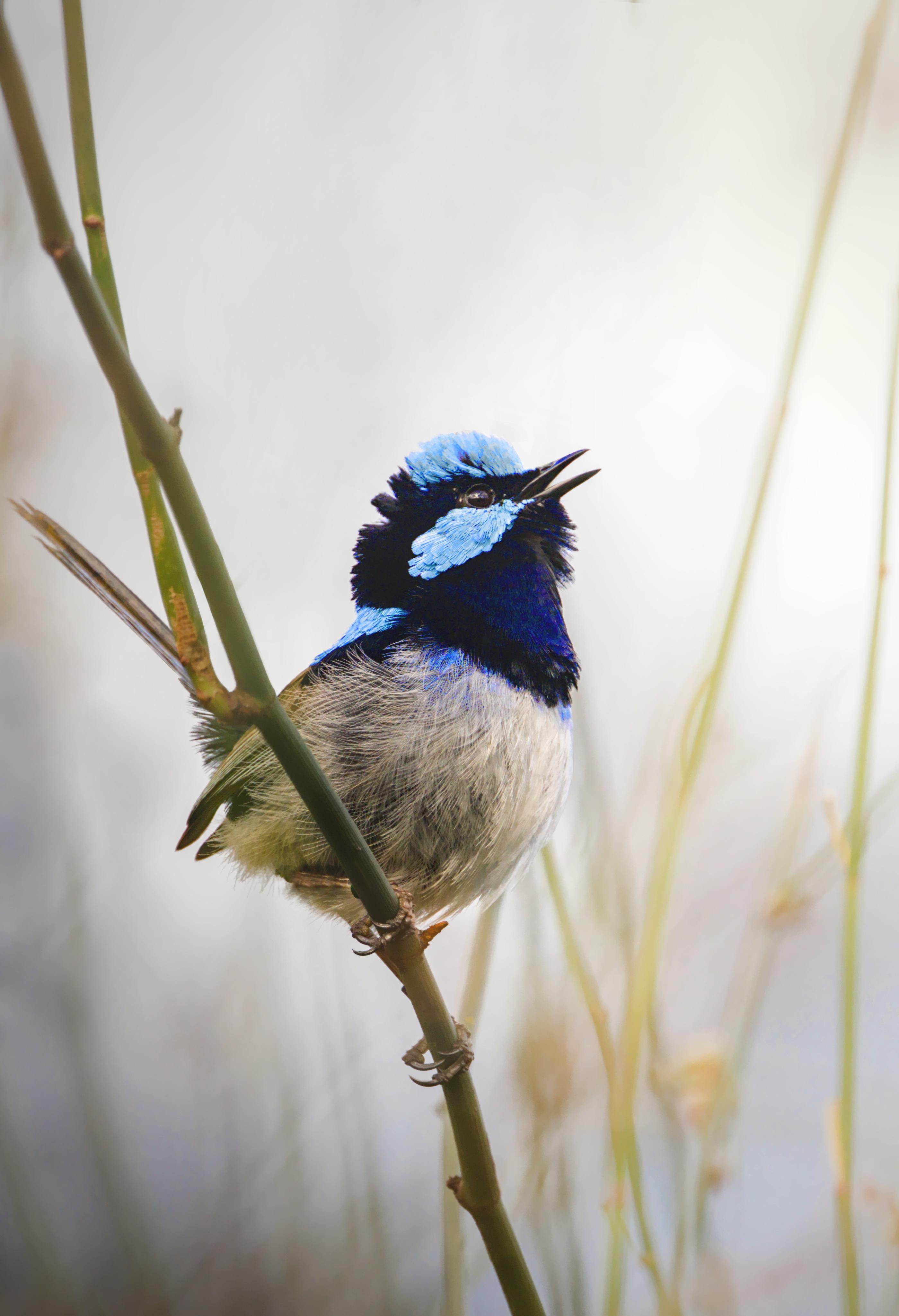 A superb fairy wren perched on a thin green branch, beak open, against a softly blurred light background with faint grasses.
