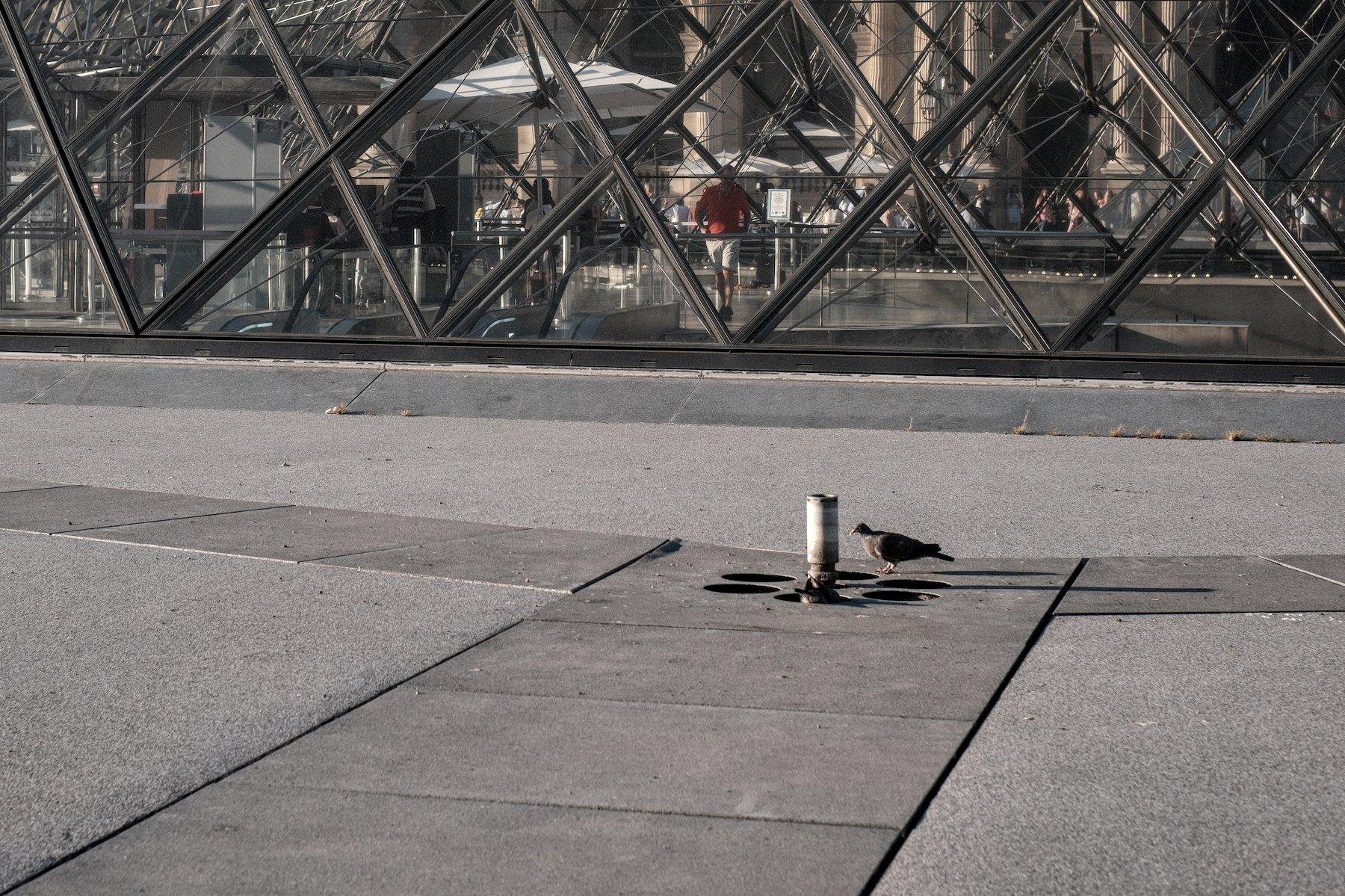 Photo horizontale. Dans une des fontaines éteintes du Louvre, 2 pigeons sont autour du point de sortie d’eau. Un des pigeons est dans un trou et on voit juste son derrière dépasser
