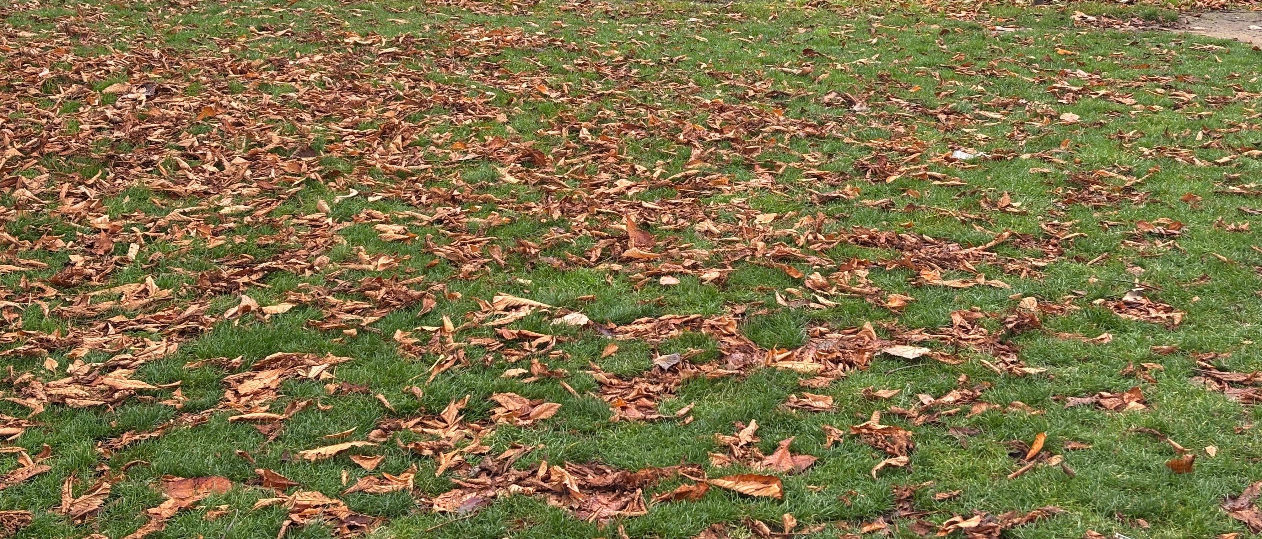 The image shows a grassy area covered with fallen brown leaves, likely indicating an autumn scene.