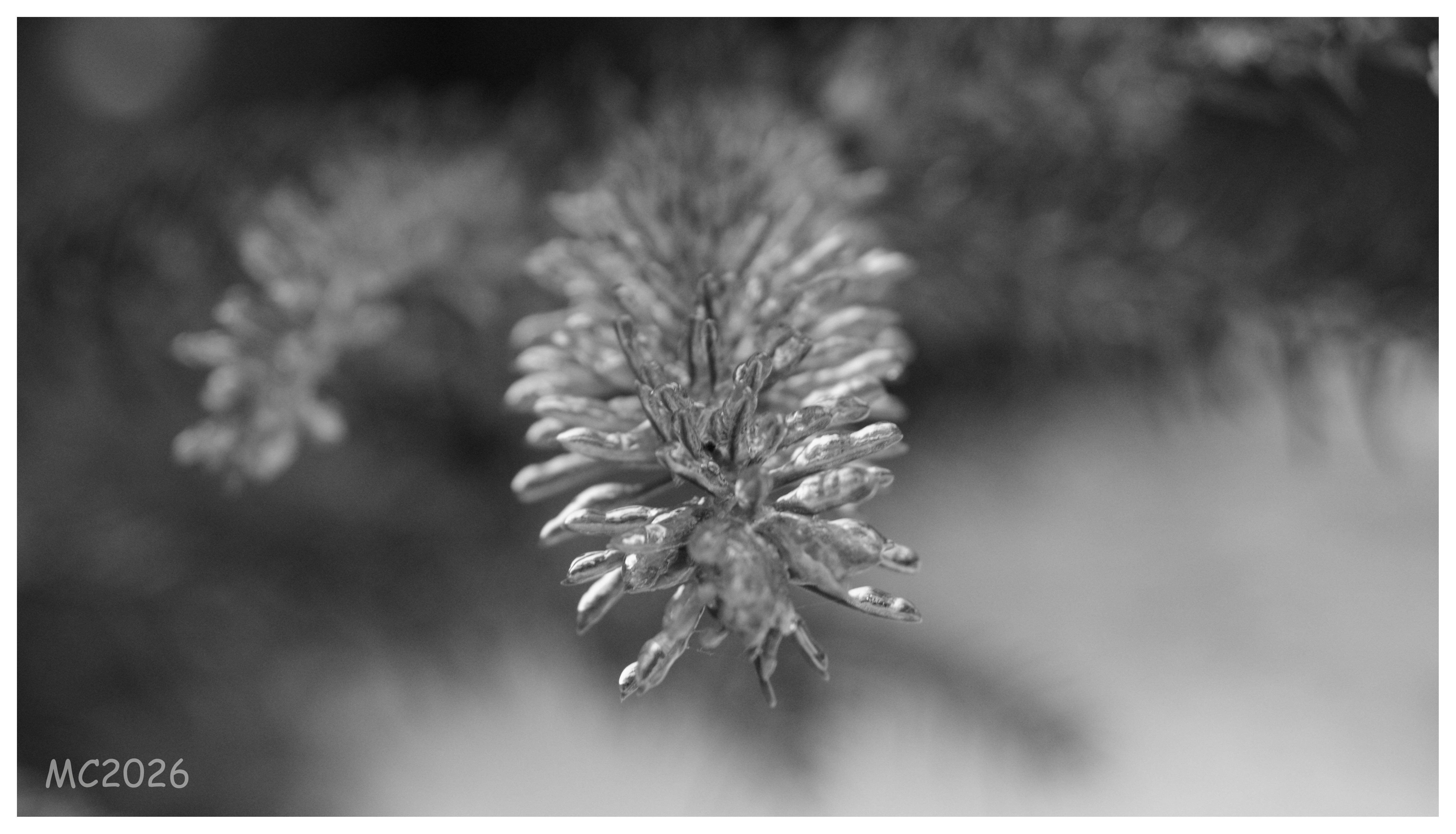 Black-and-white close-up of a small conifer cone covered with ice.