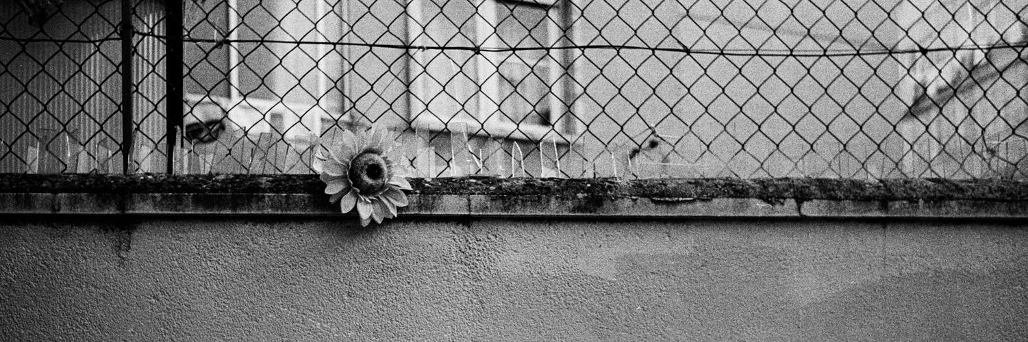 header profile
