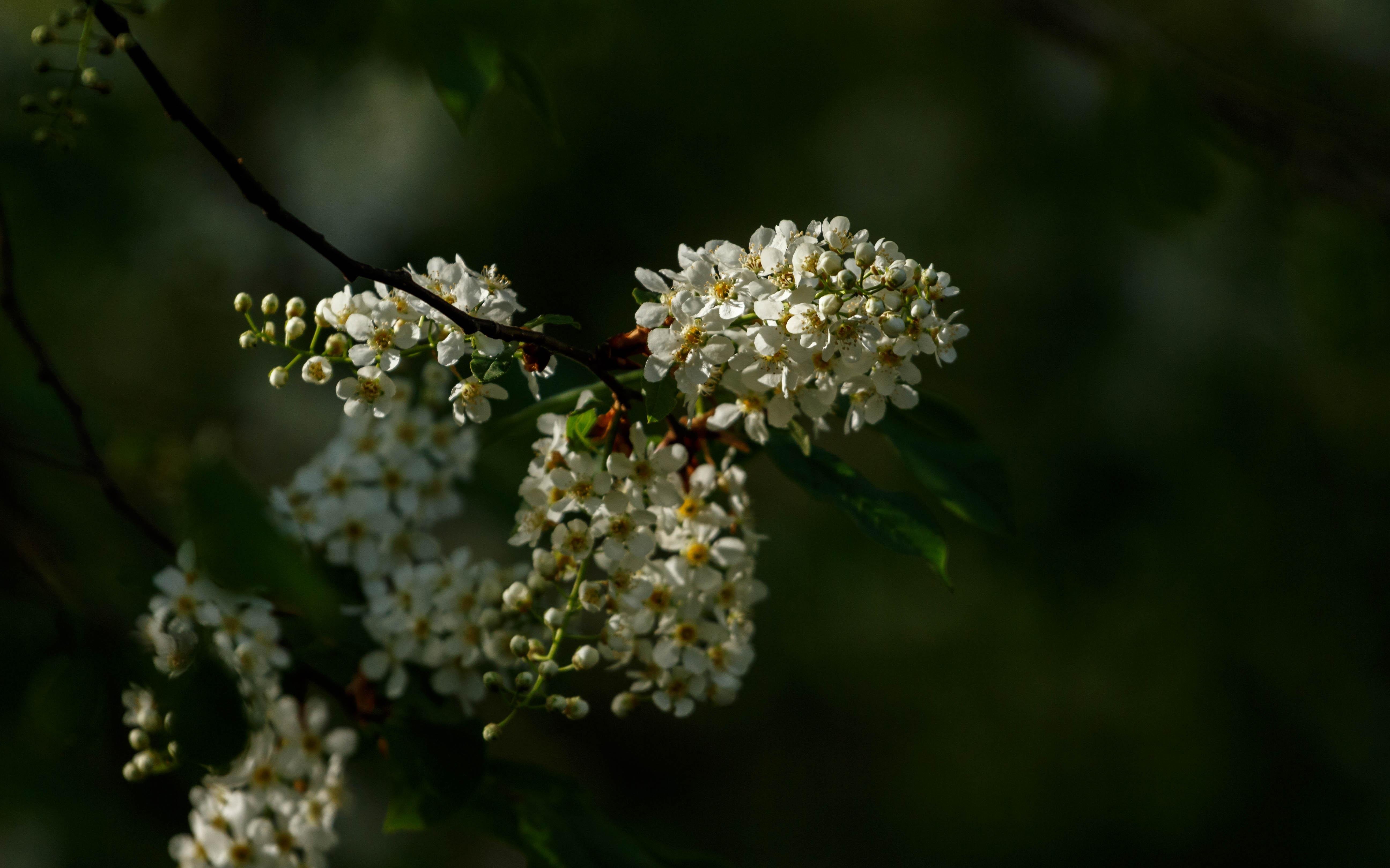 A blooming bird cherry (Prunus panus).